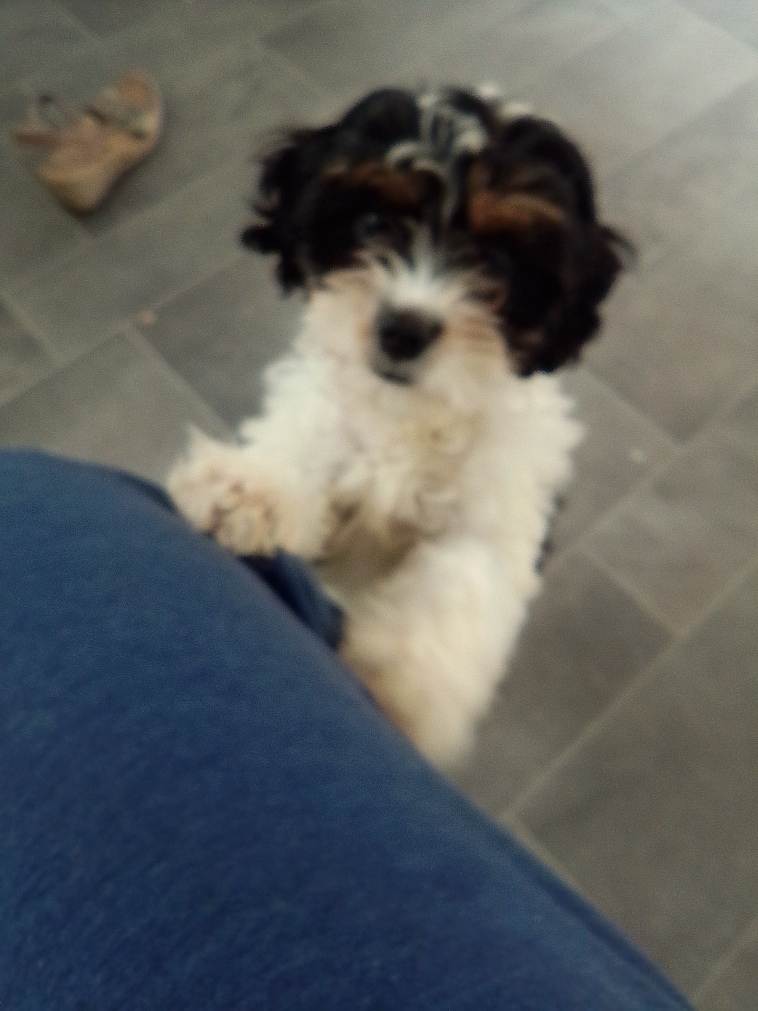 Dog Image
