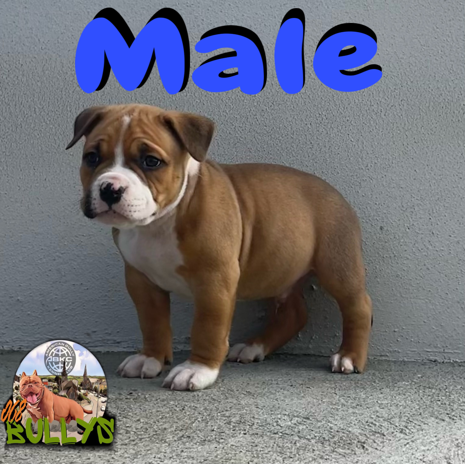 Dog Image