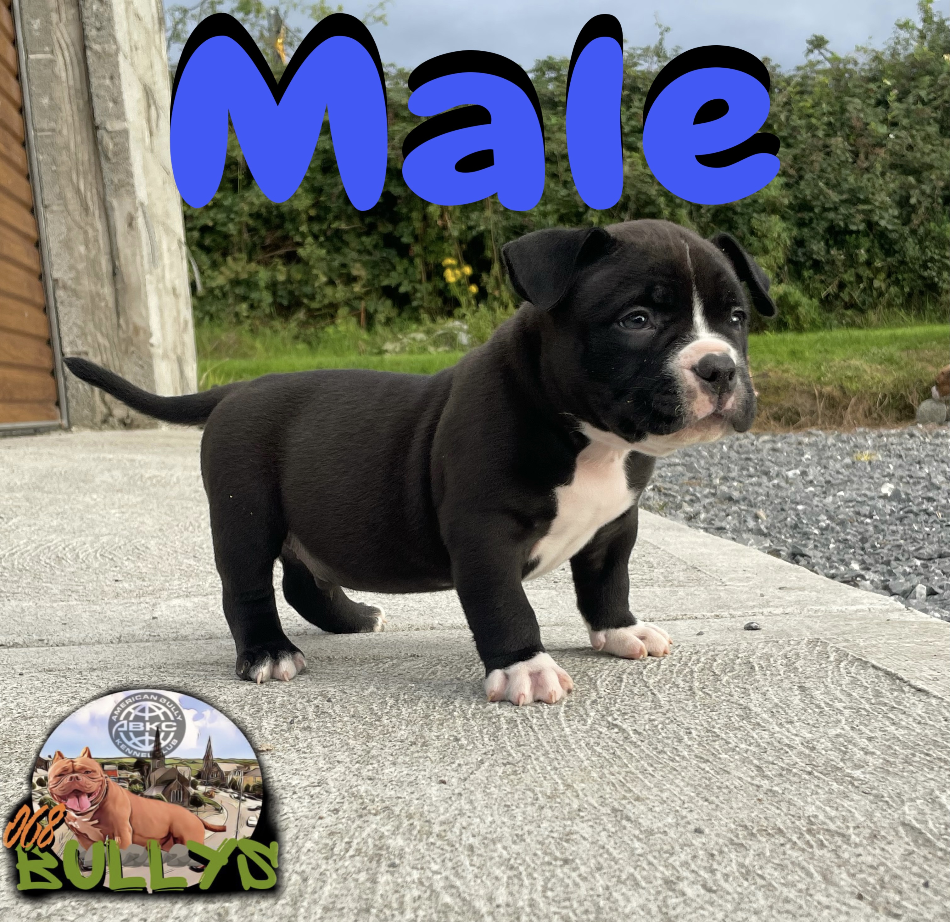 Dog Image
