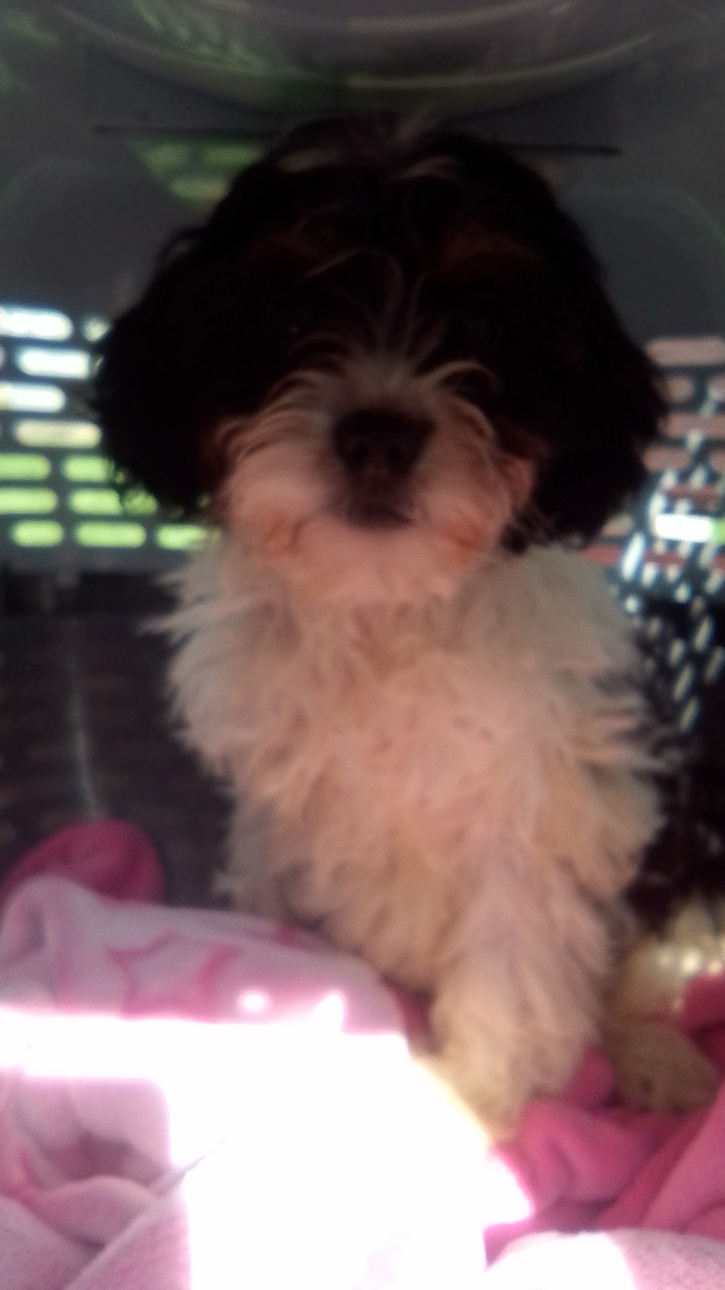 Dog Image