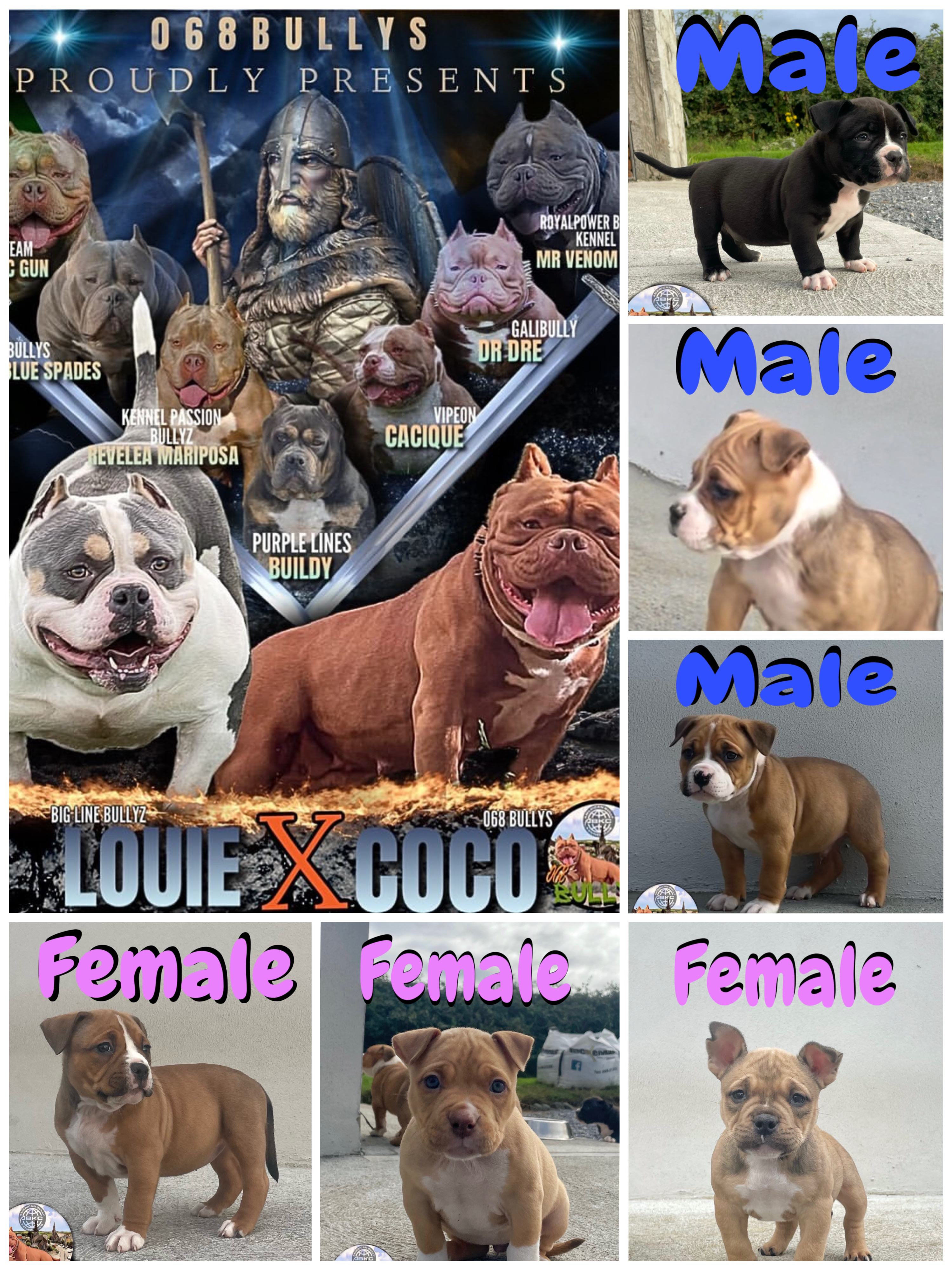 Dog Image
