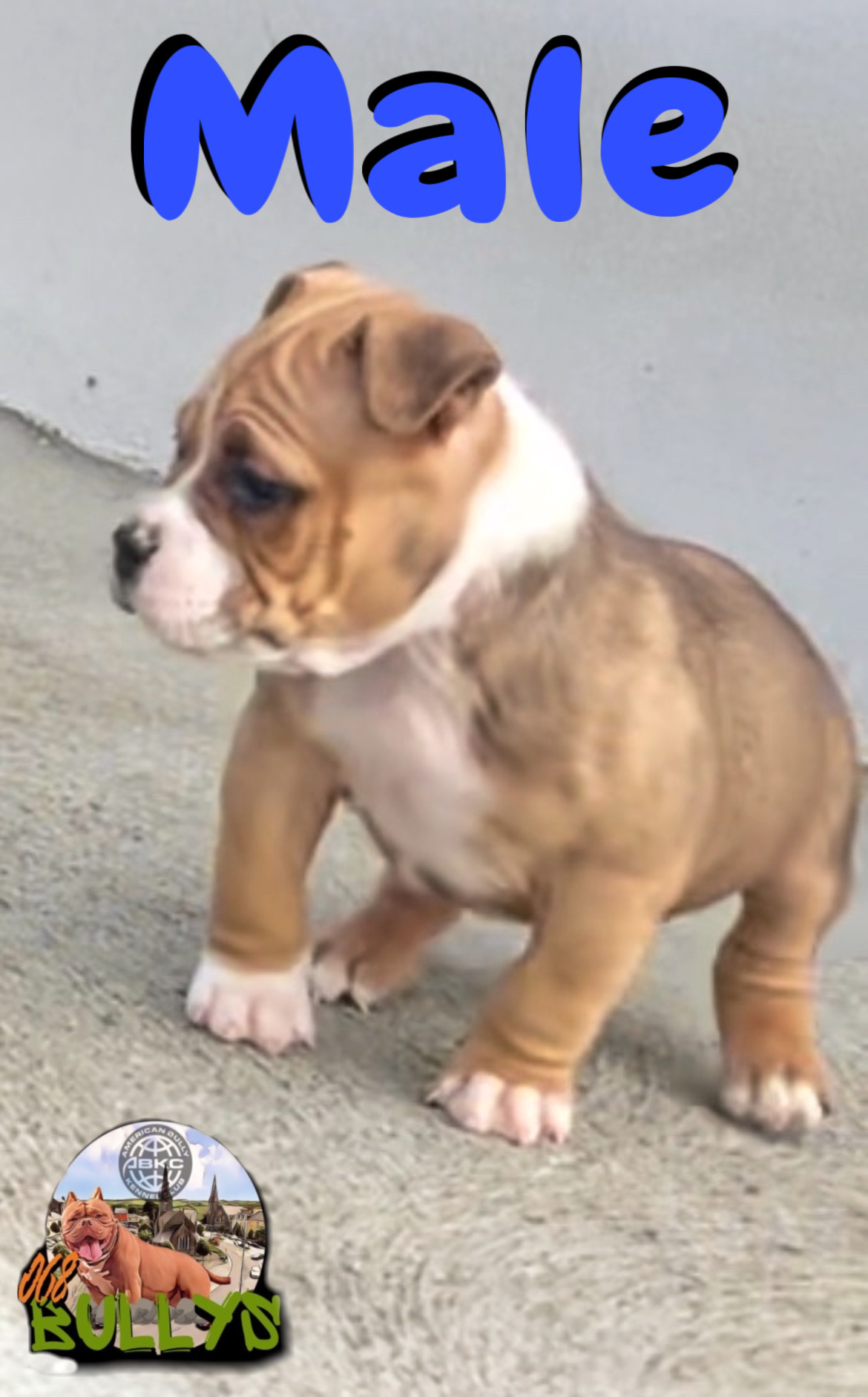 Dog Image