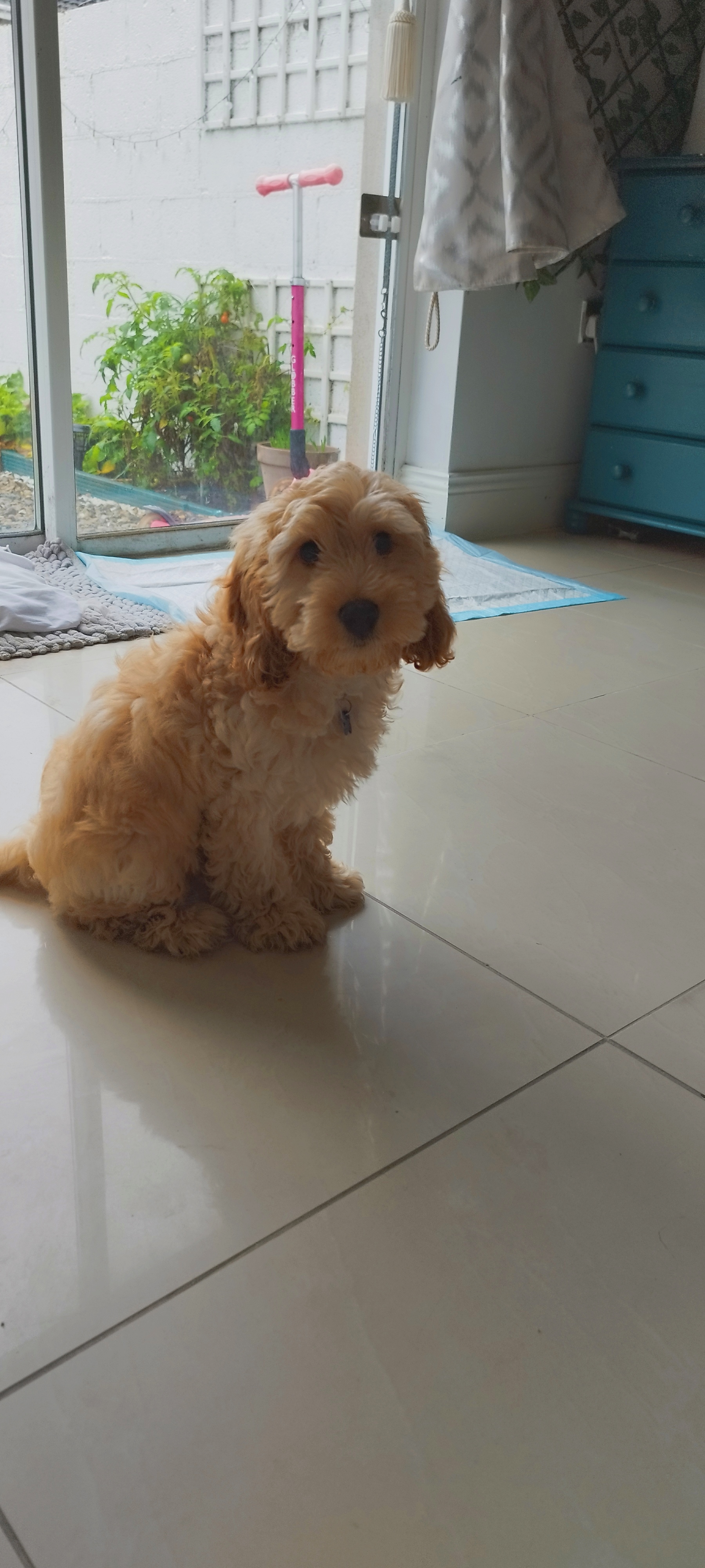 Cockapoo for sale in Raheen - Perfect Family Pup
