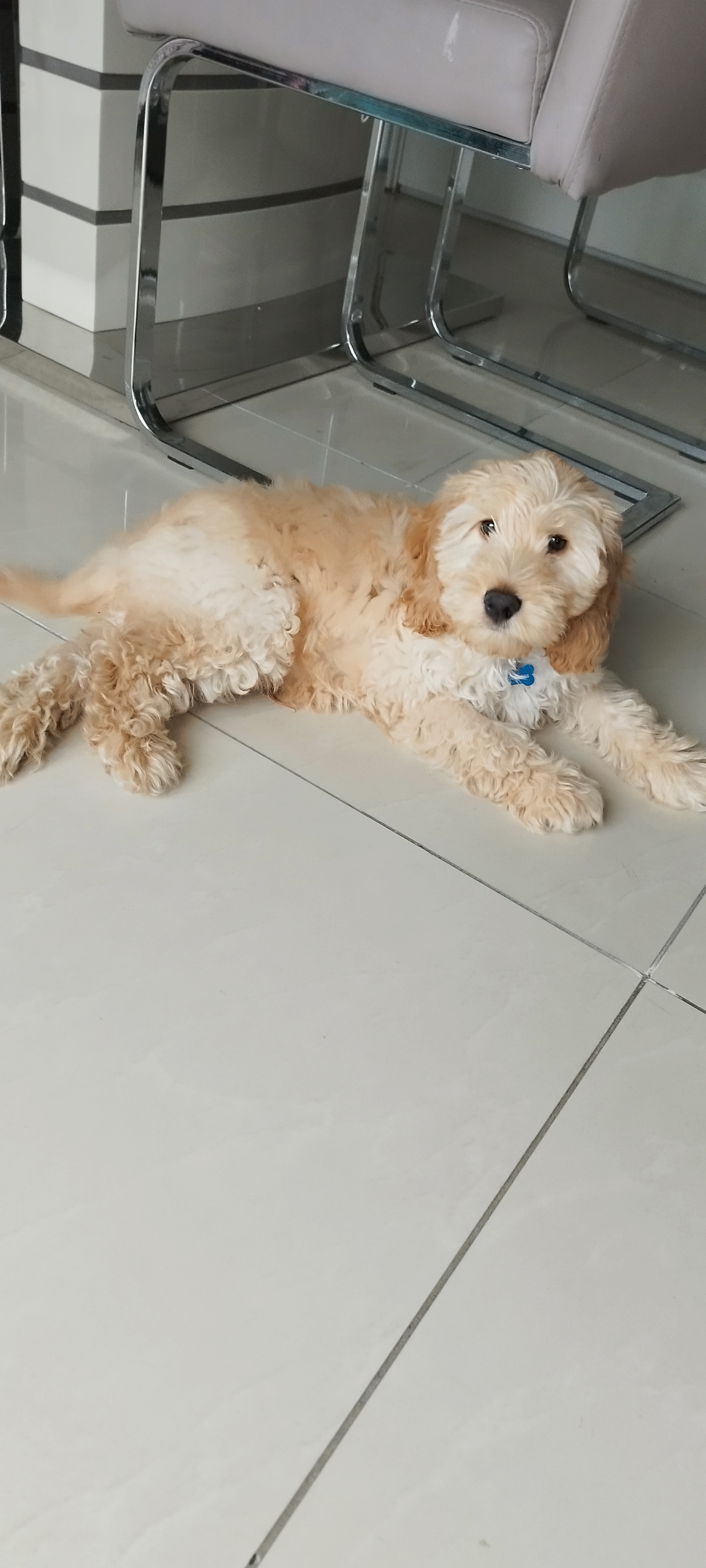 Dog Image