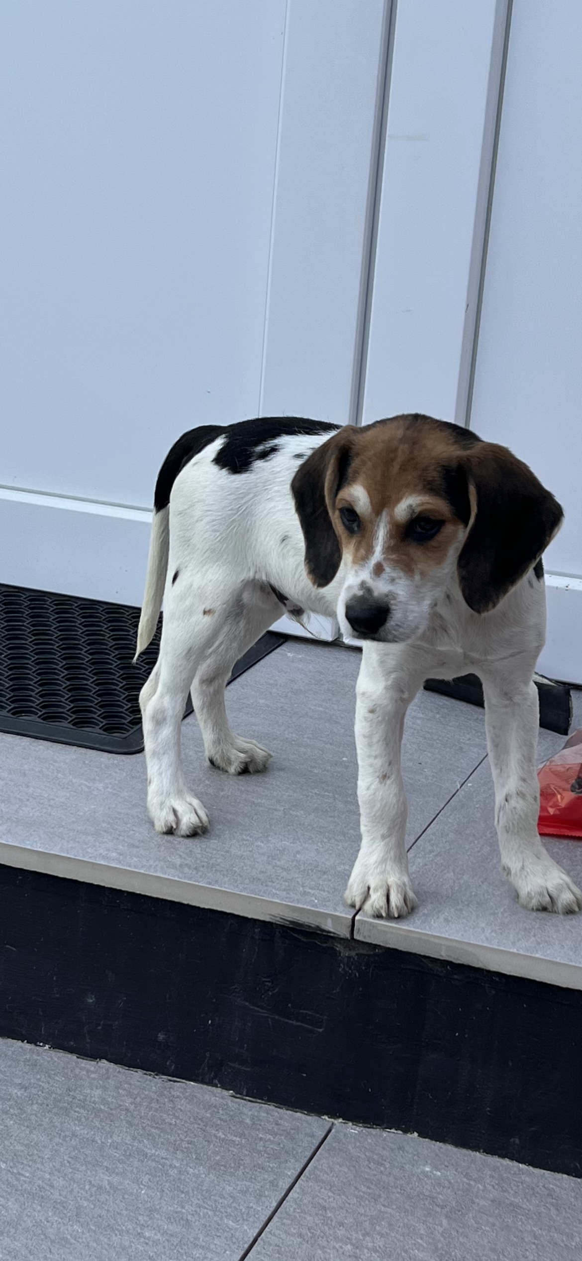 Beagle for Sale in Tallaght - Friendly Companion