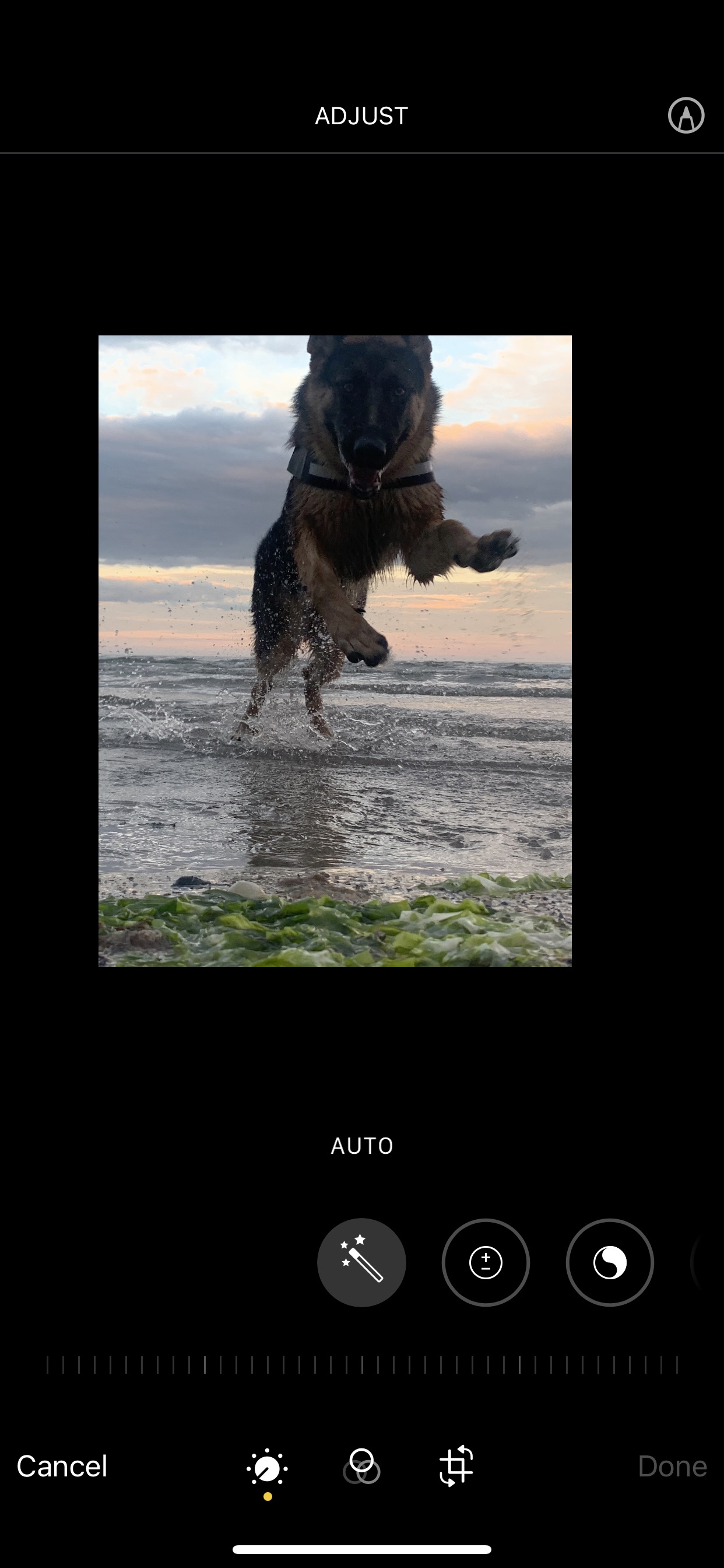 Dog Image