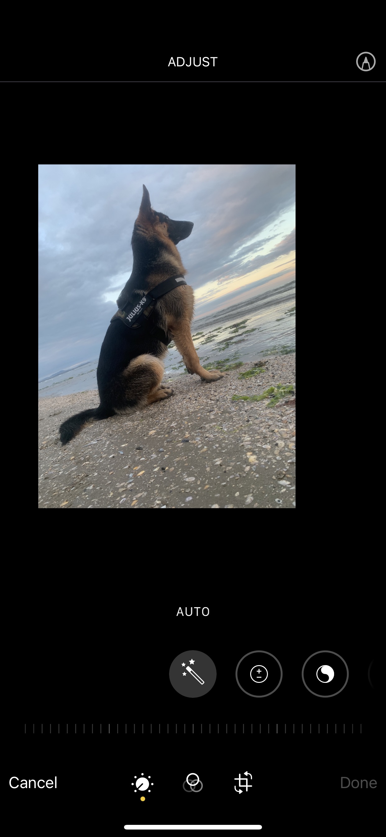 Dog Image