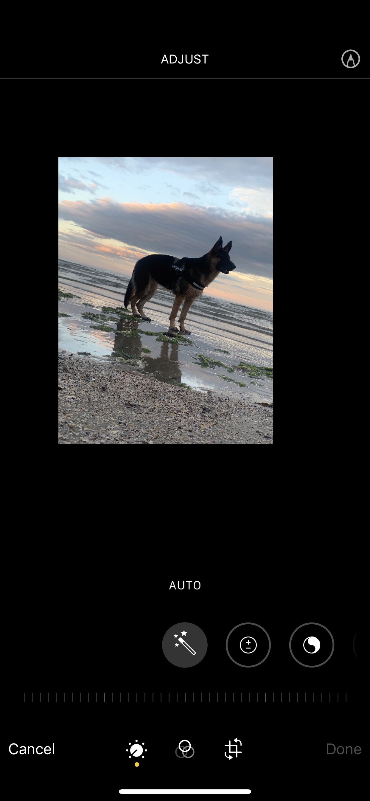 Dog Image
