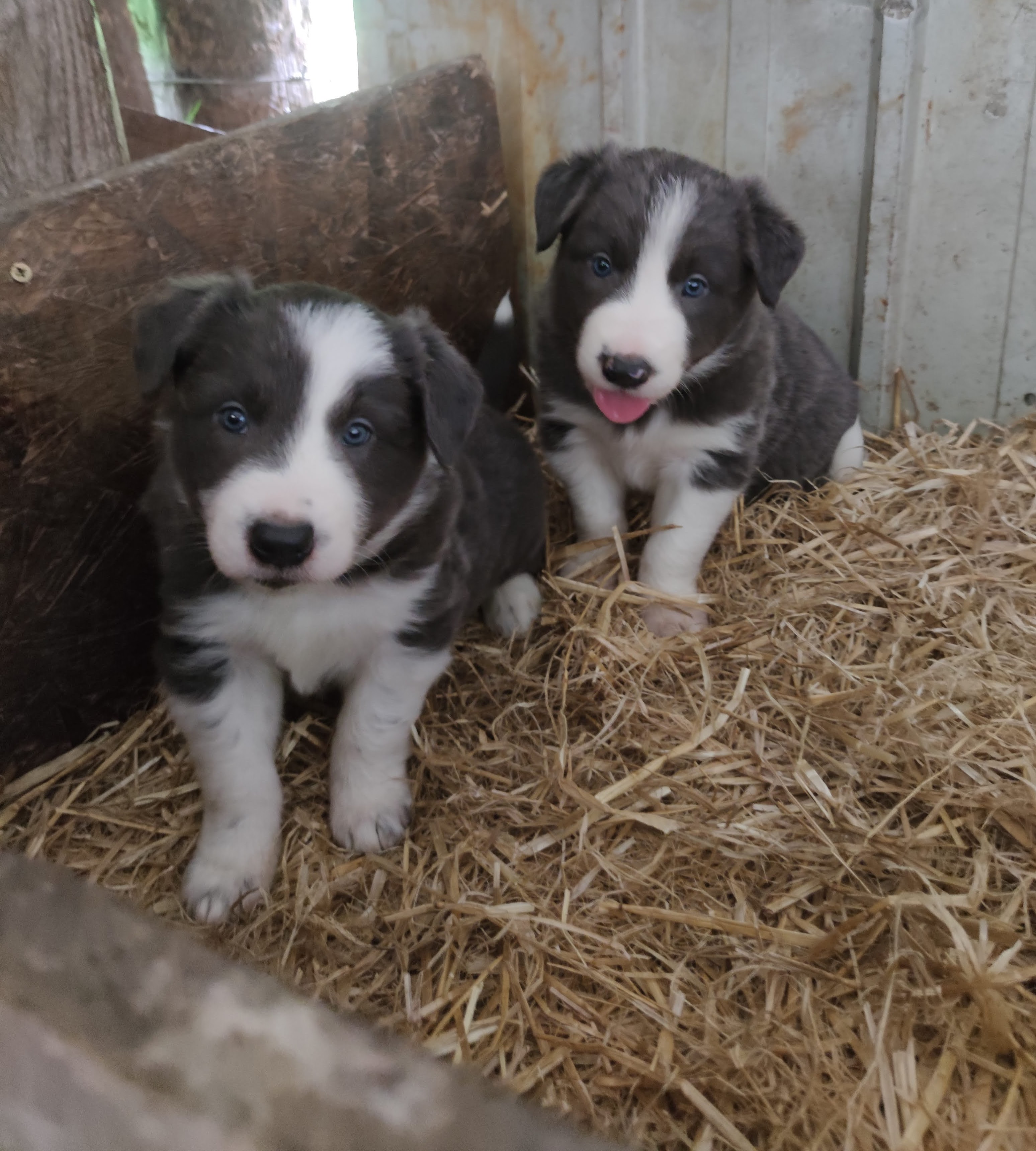 Dog Image