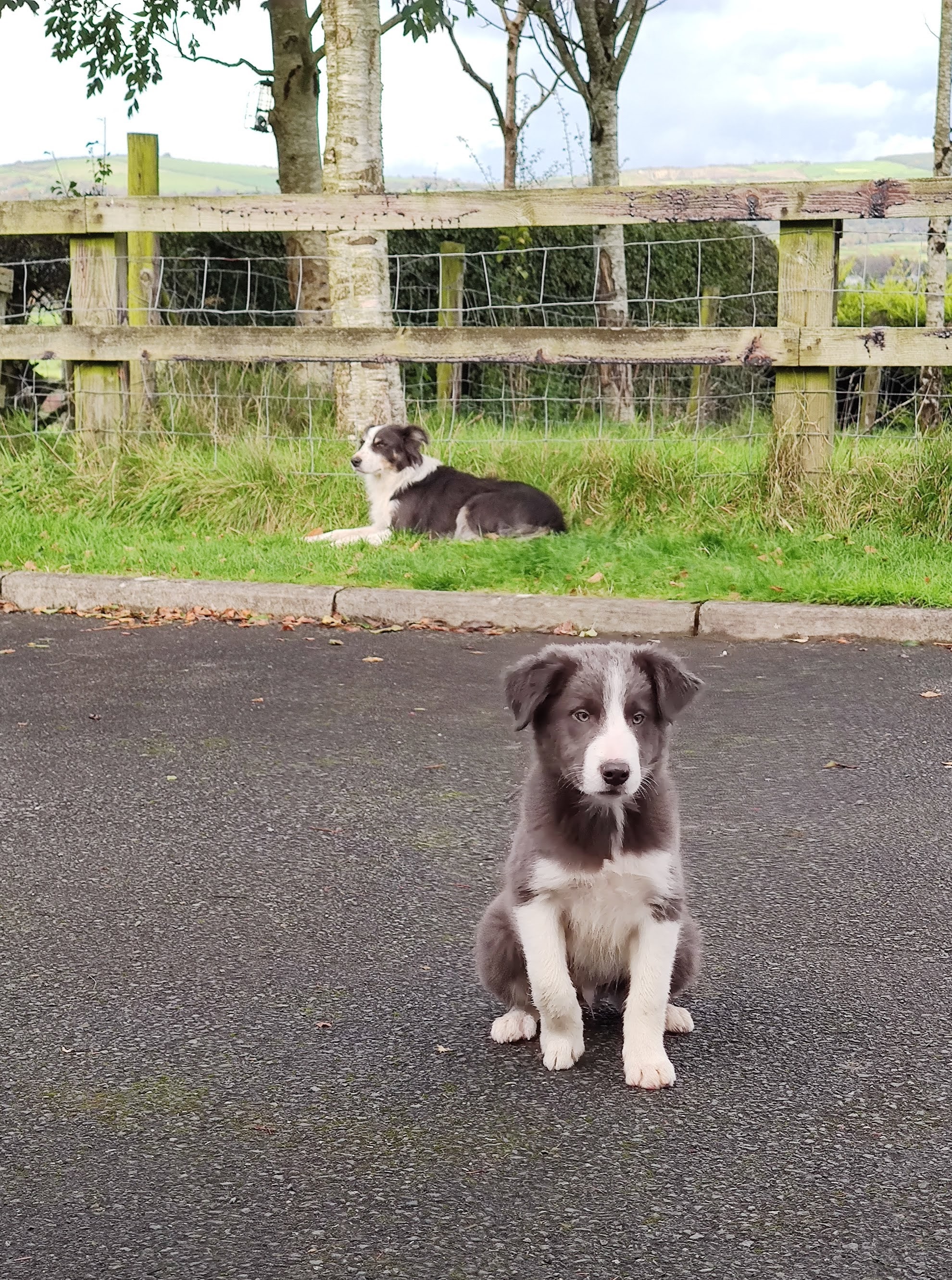 Dog Image