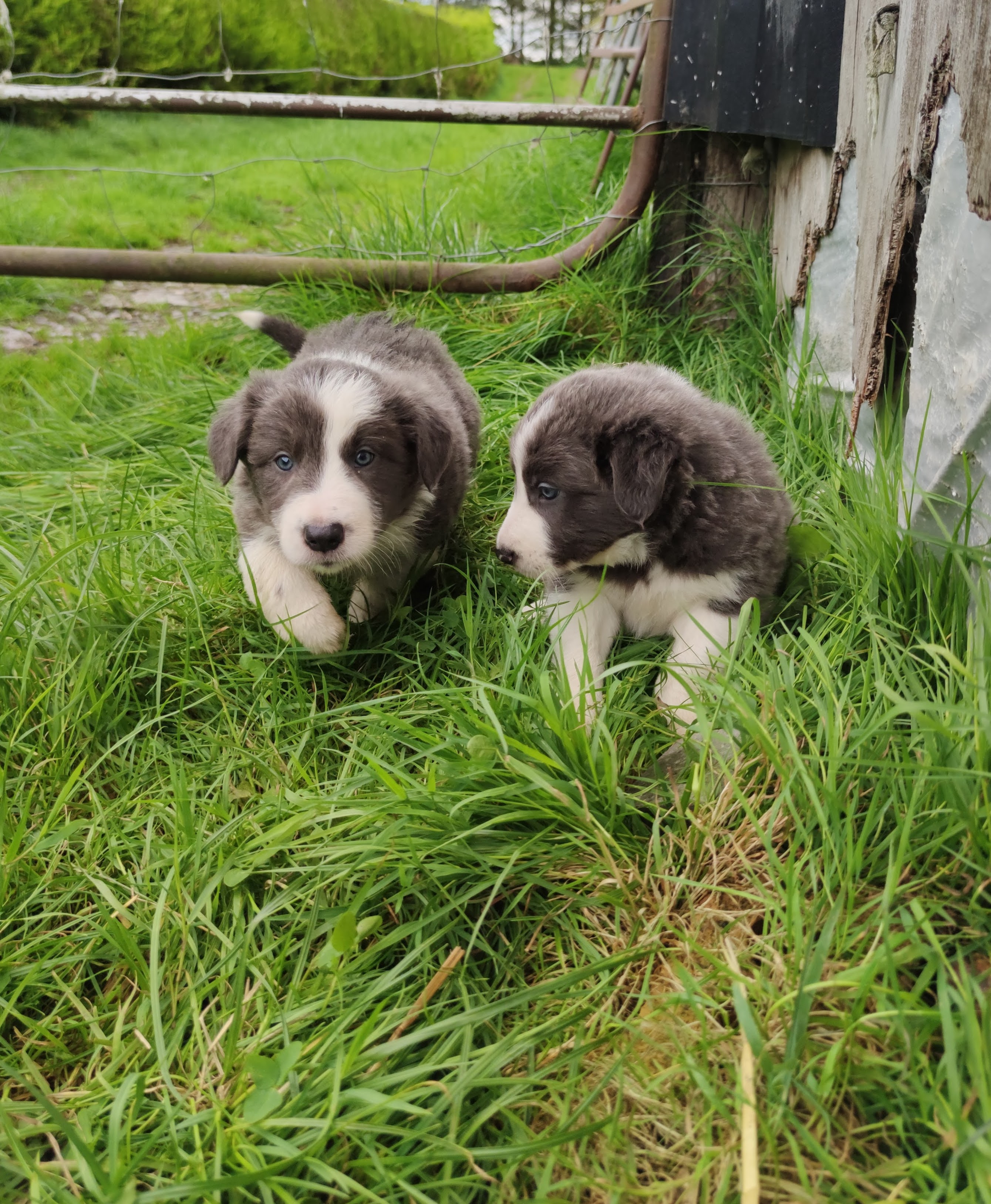 Dog Image
