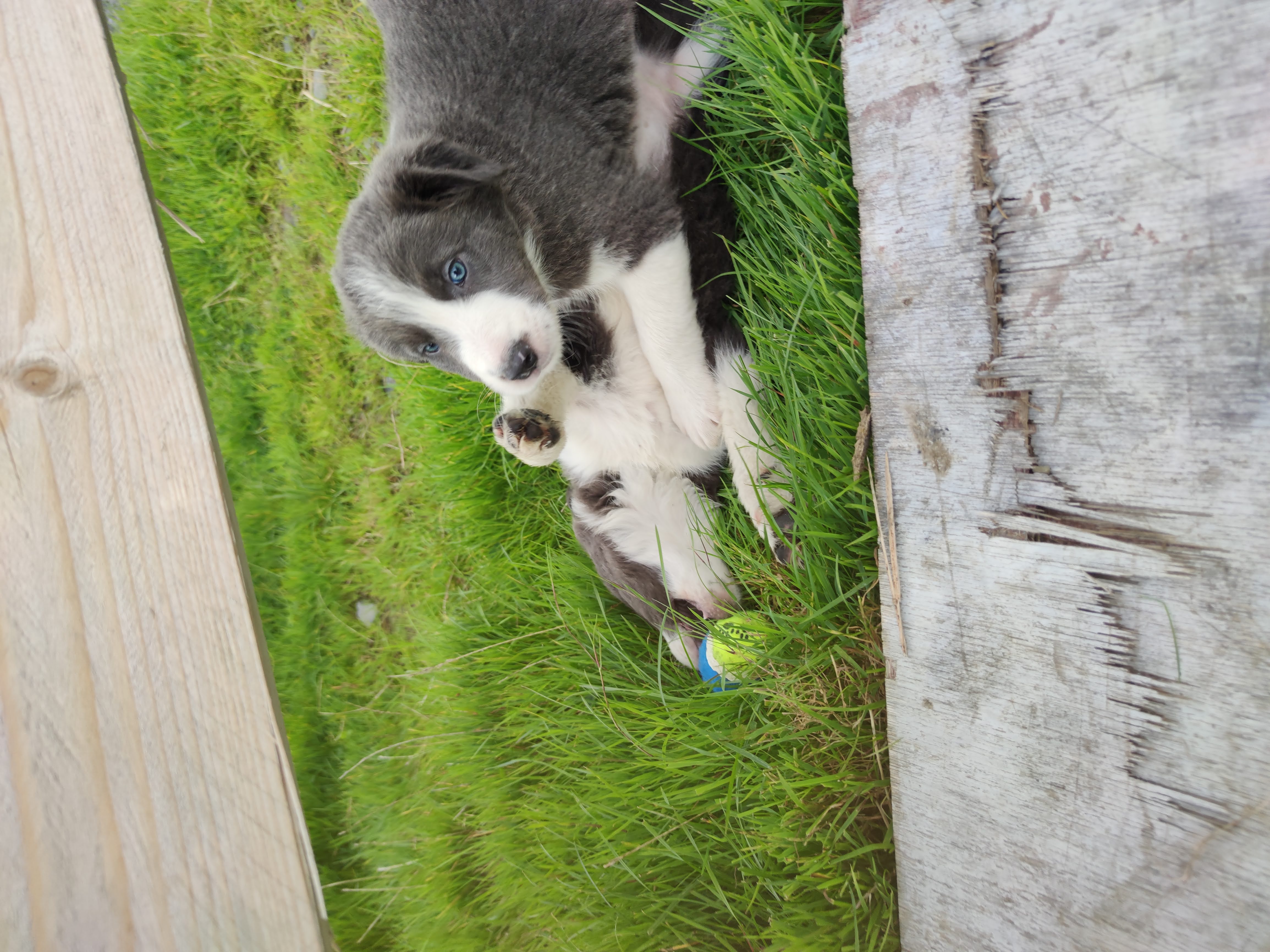 Dog Image