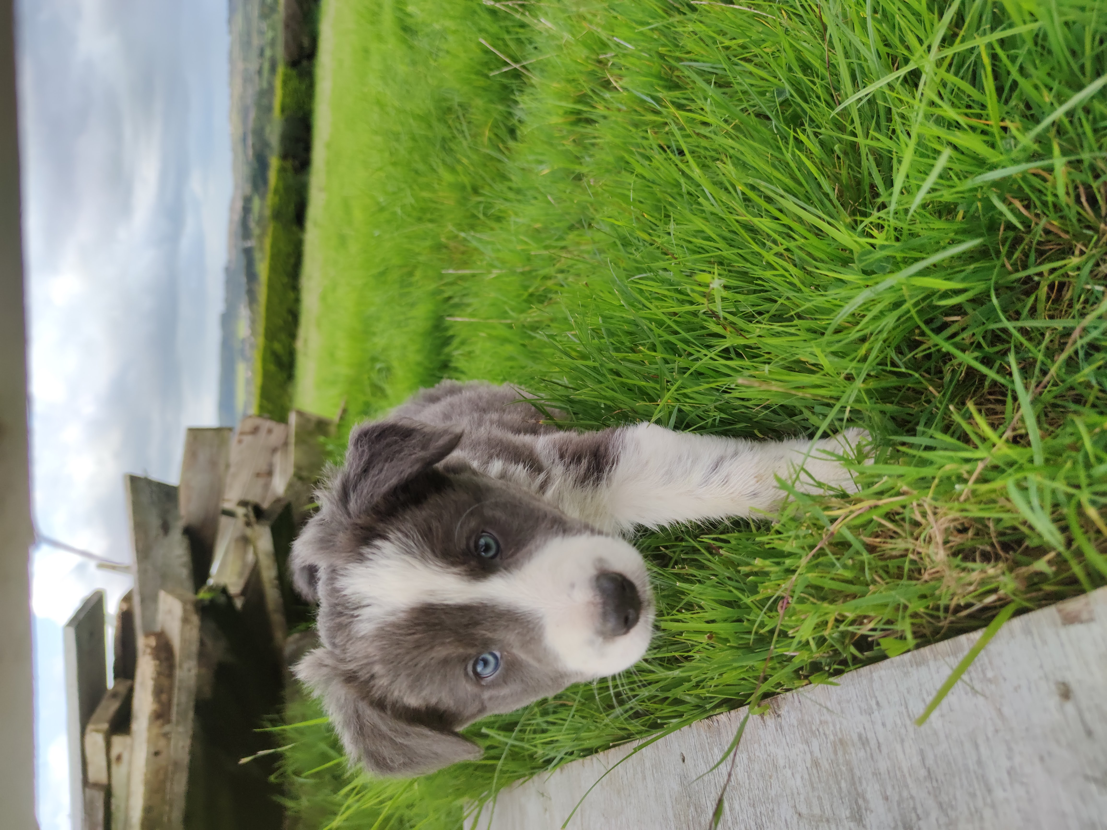 Dog Image