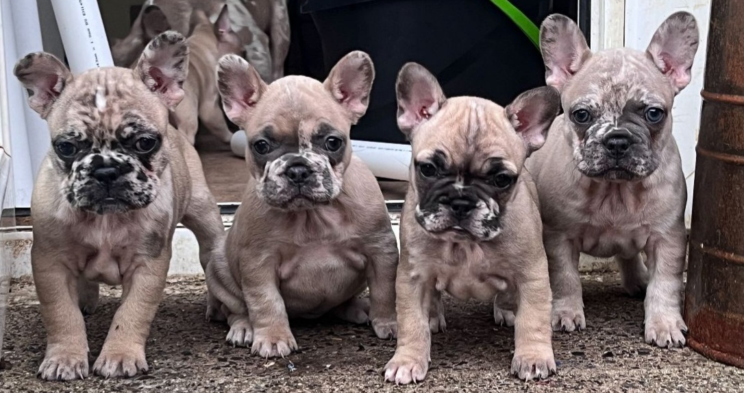 Dog Image