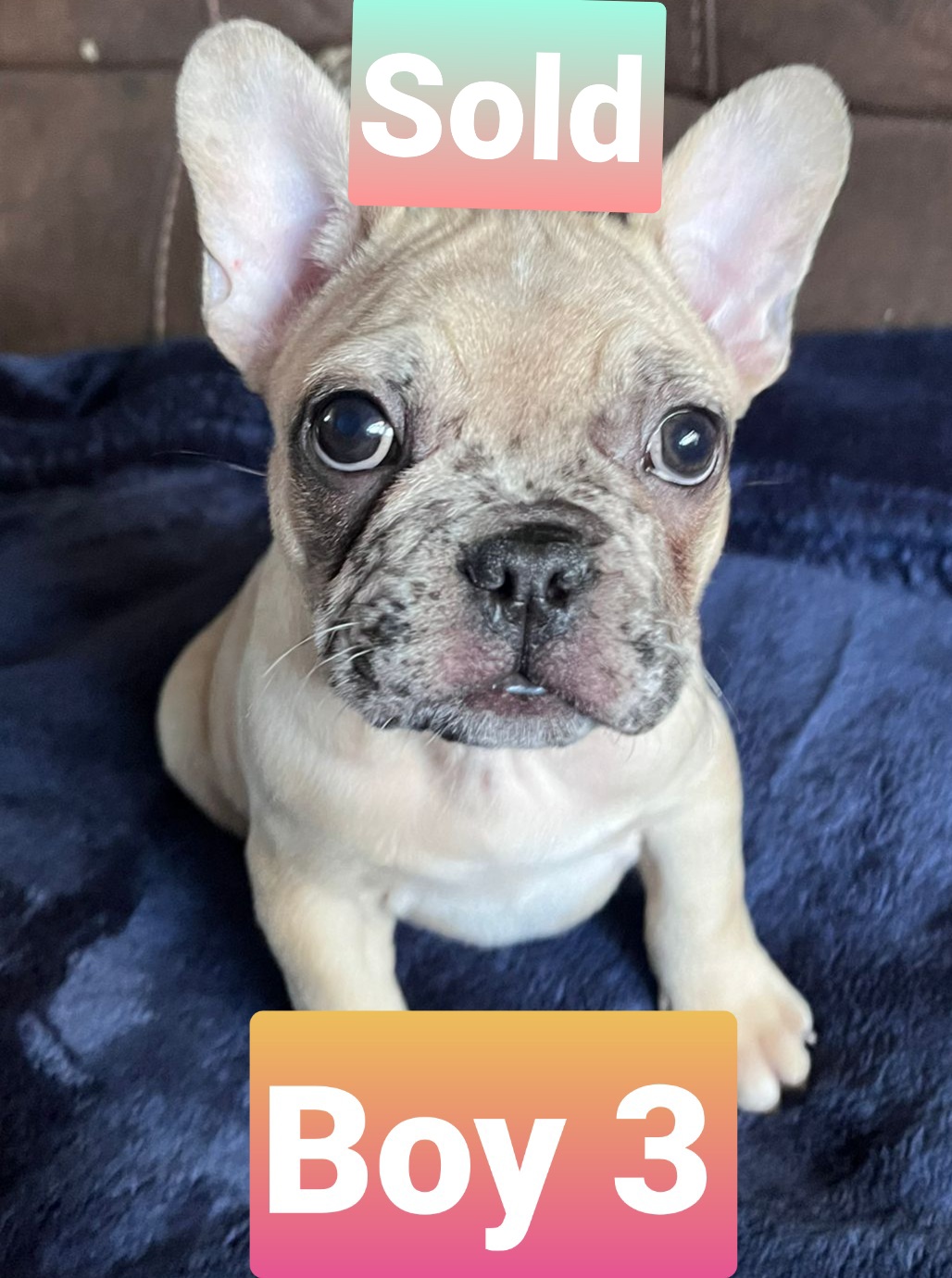 Dog Image