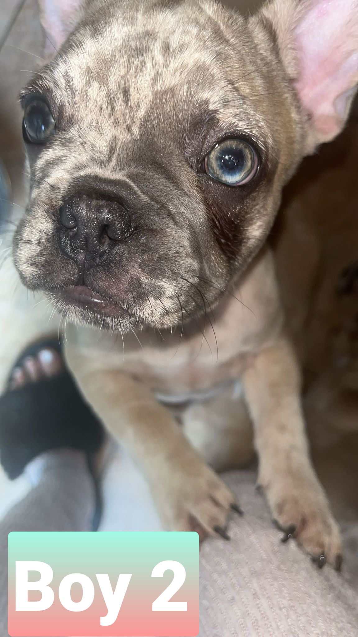 Dog Image