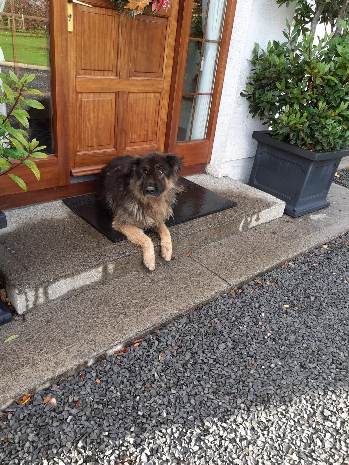 German shepherd