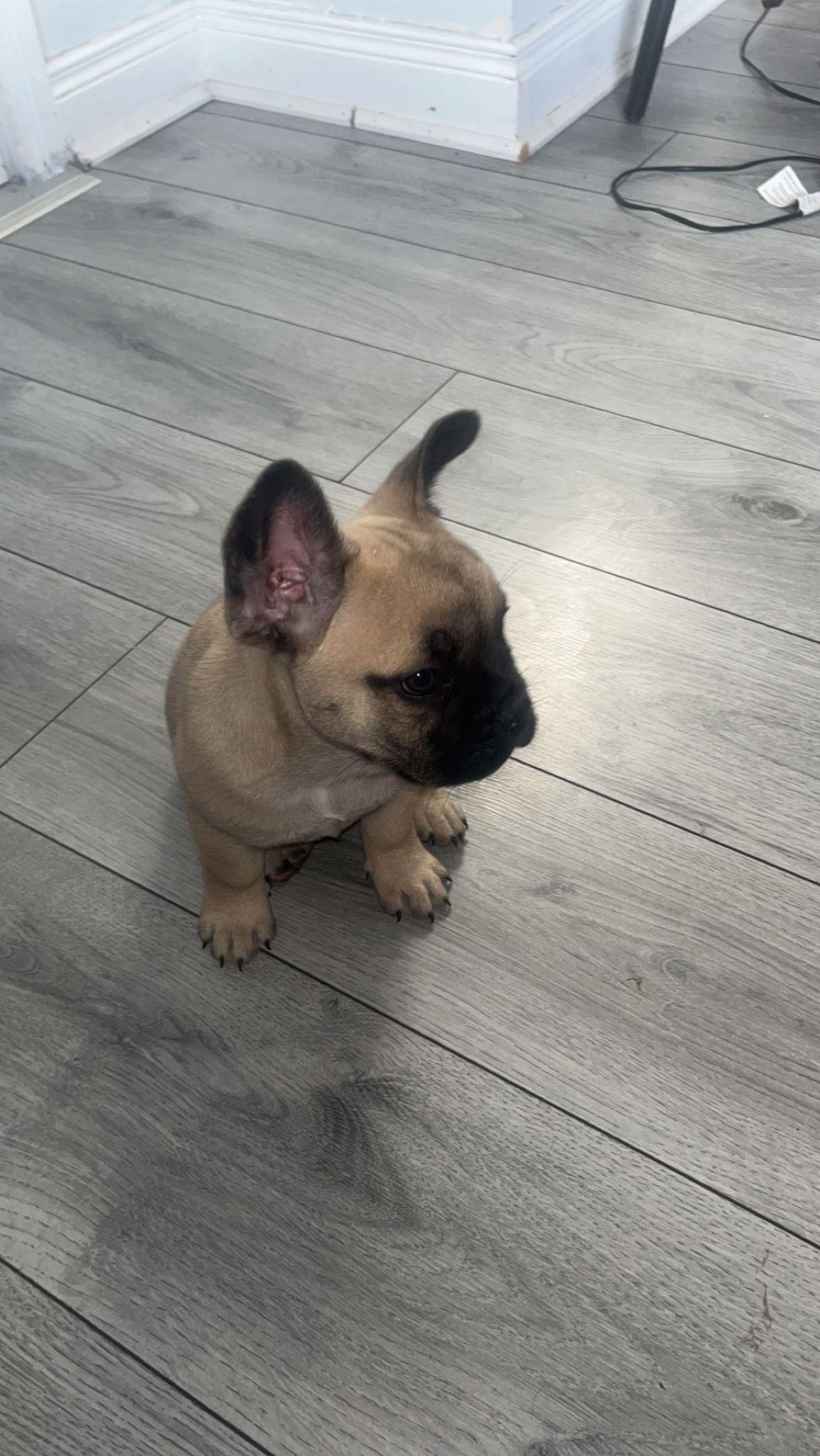 Dog Image