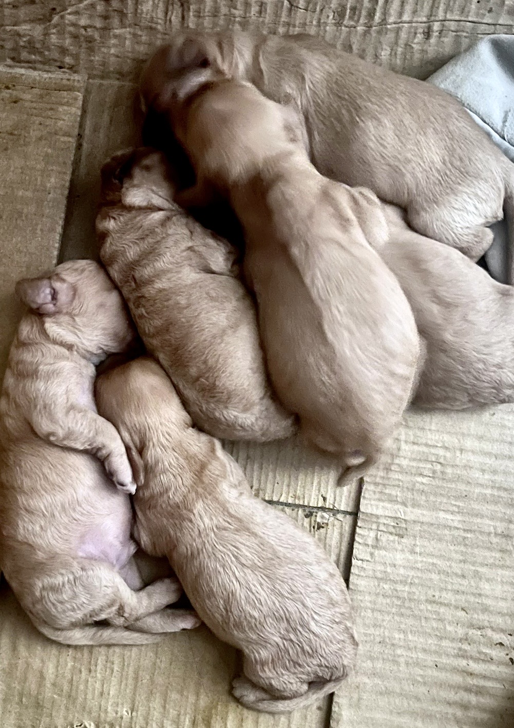 Dog Image