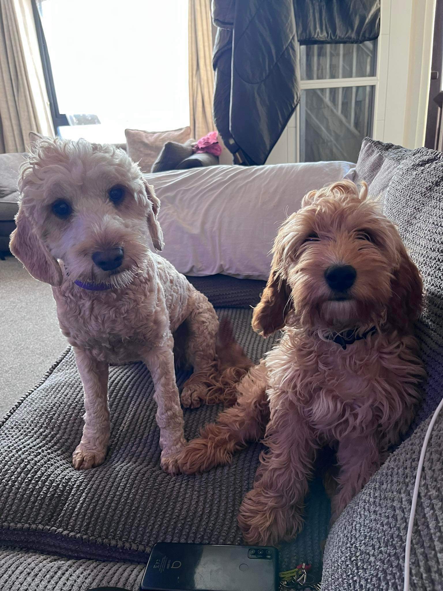 Dog Image