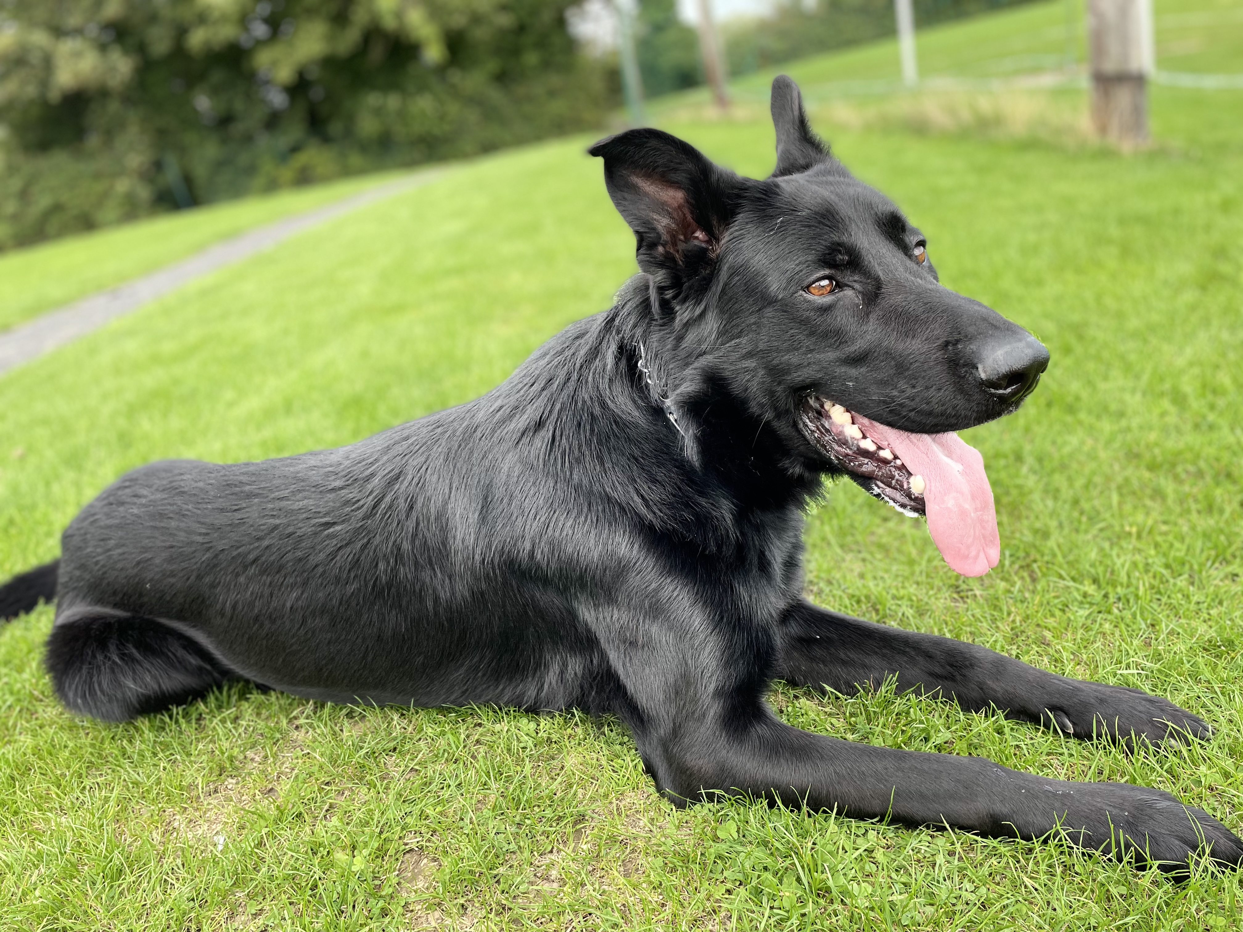 German Shepherd for sale in Swords - IKC registered