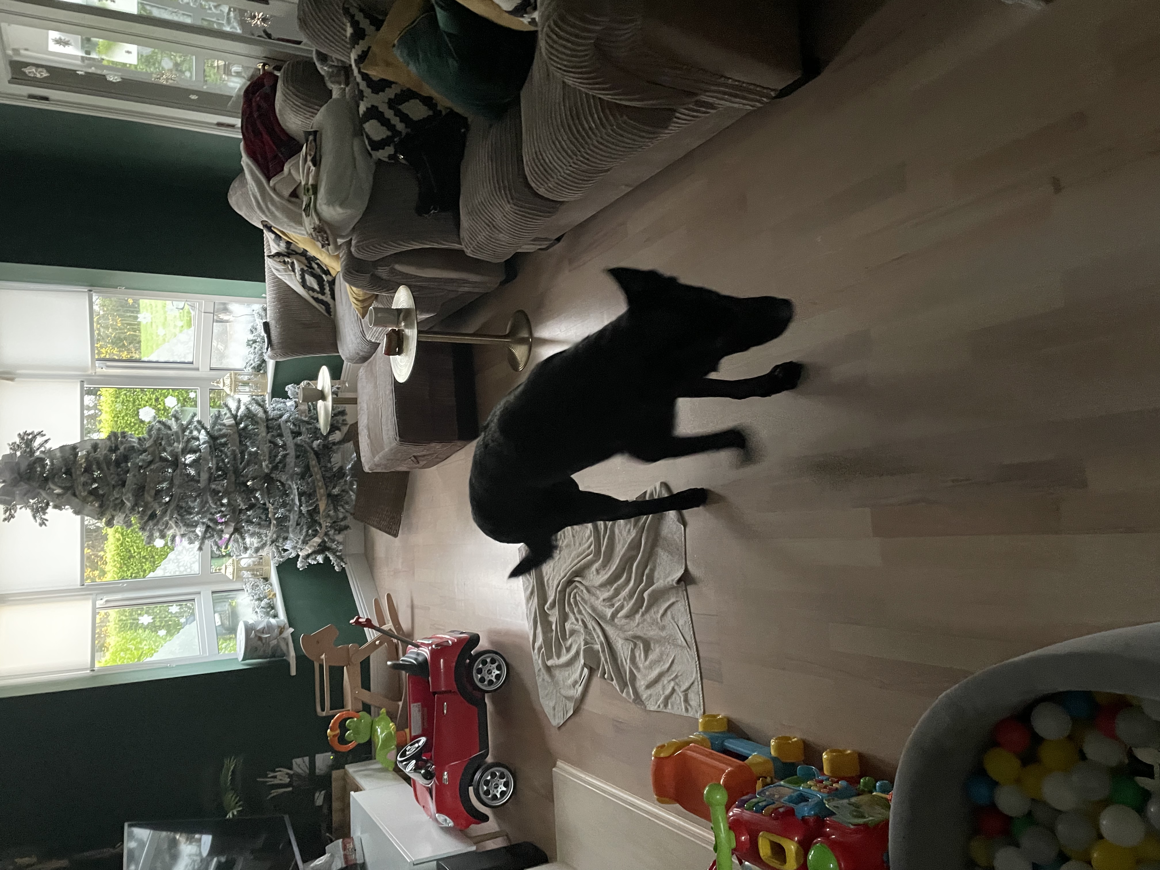 Dog Image