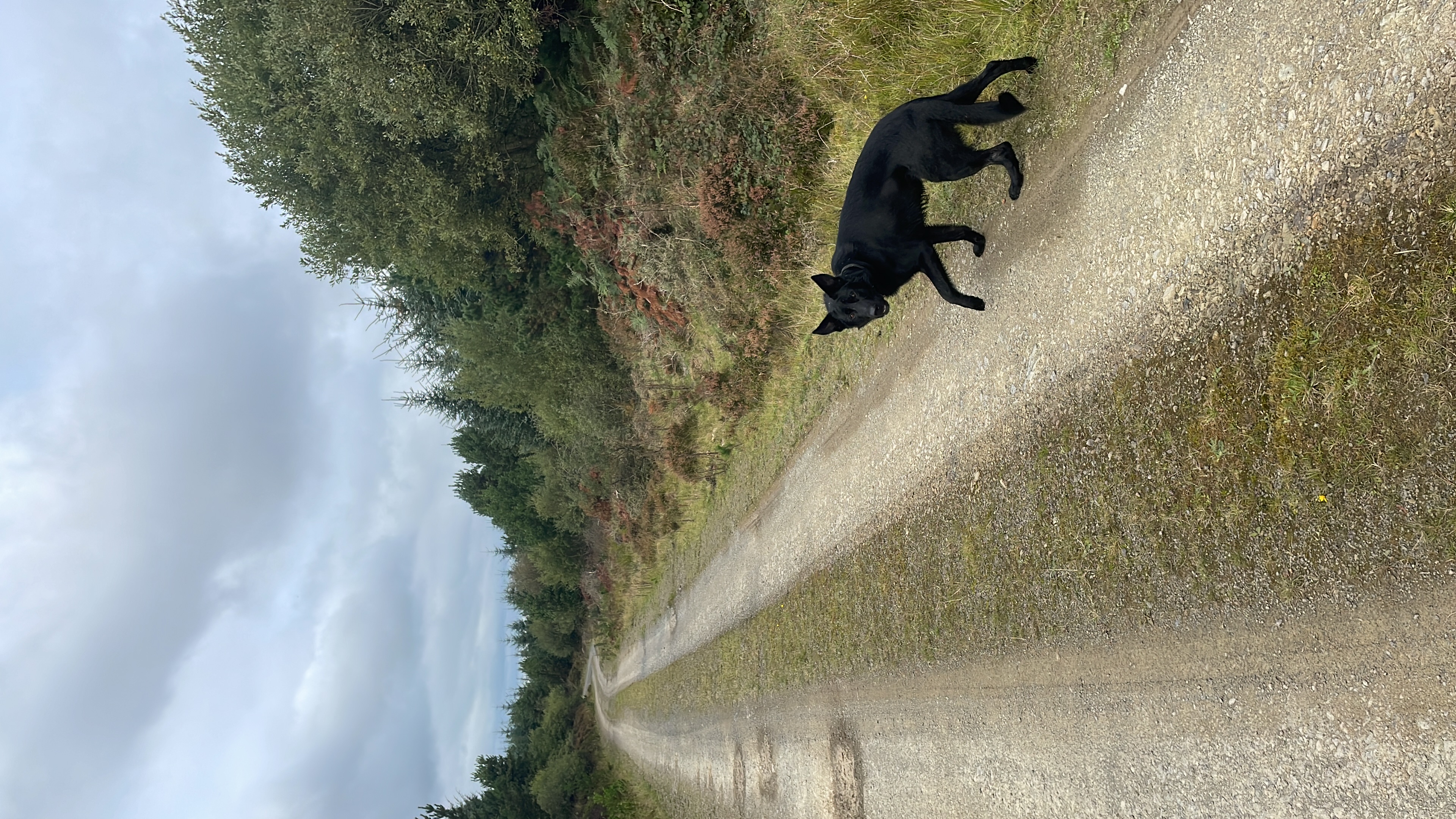 Dog Image