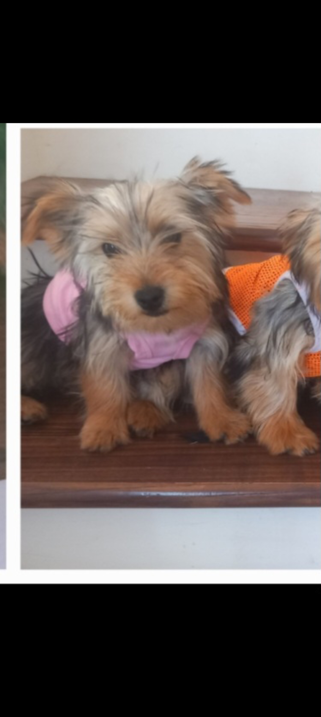 Dog Image