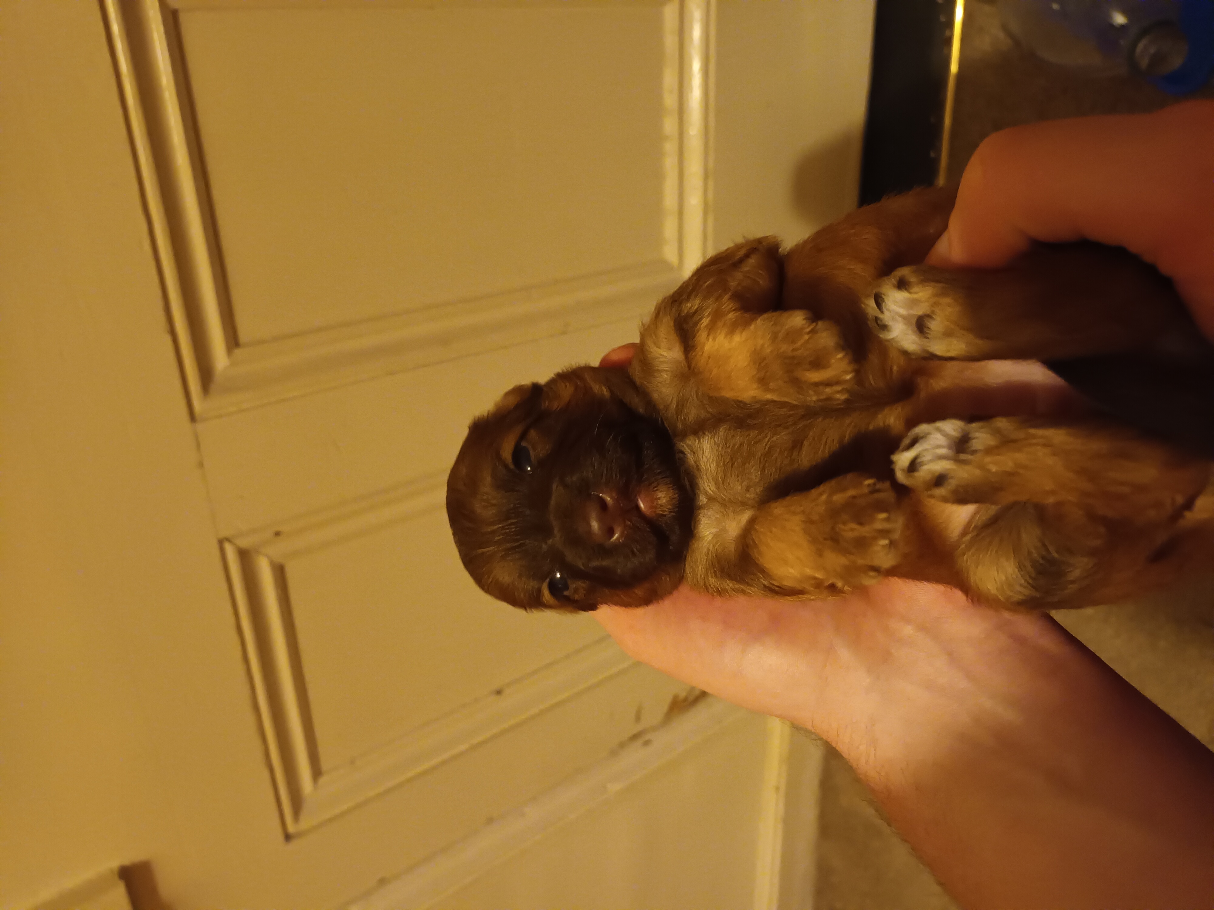 Chocolate Havanese Puppies