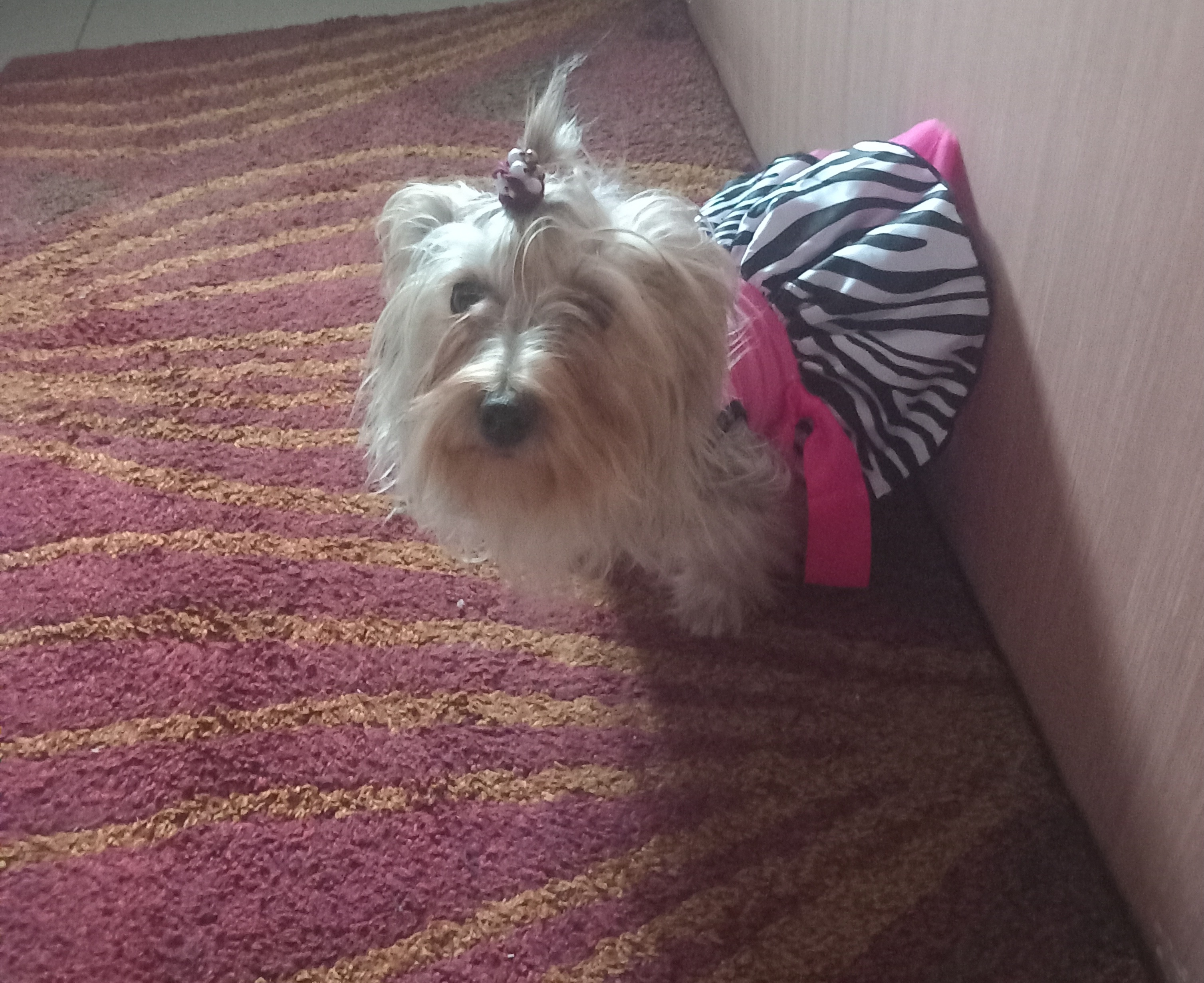 Dog Image