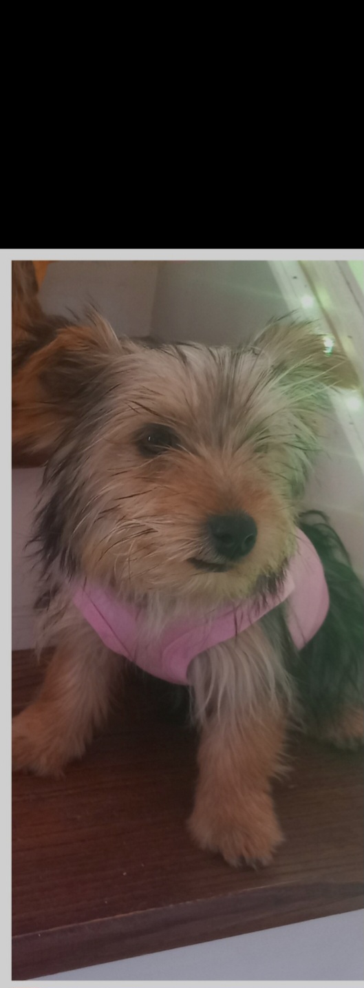 Dog Image