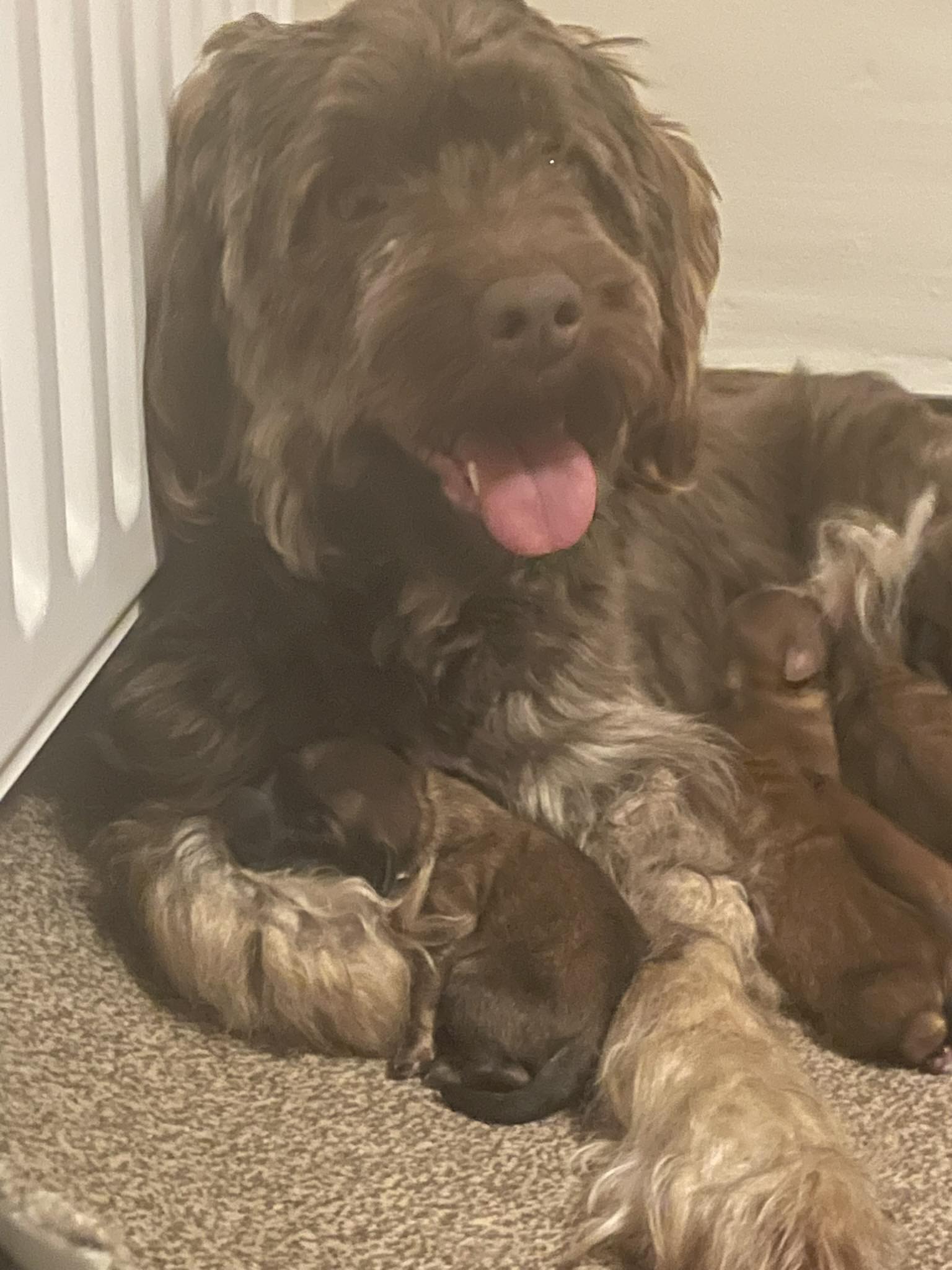 Dog Image