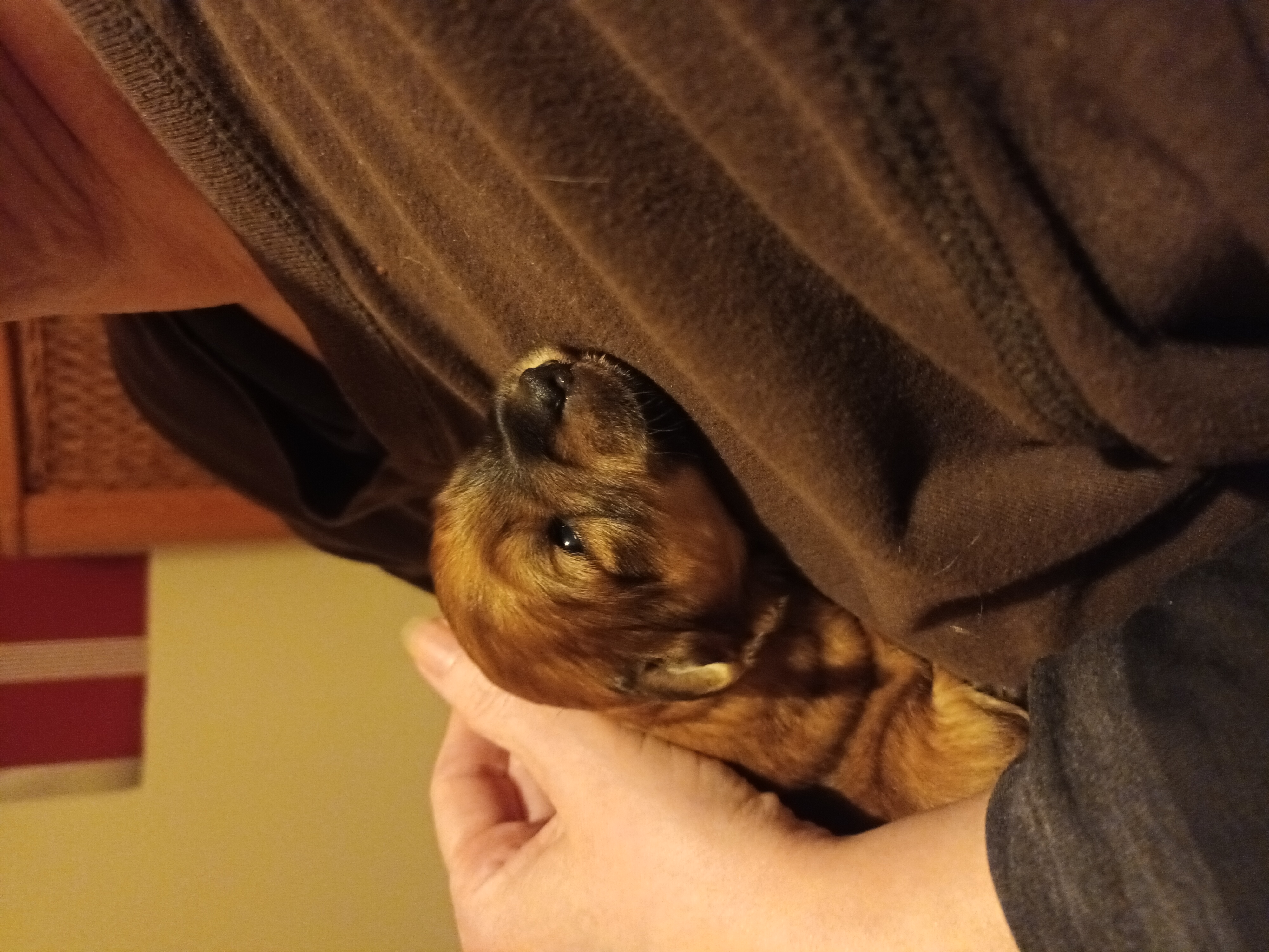 Dog Image