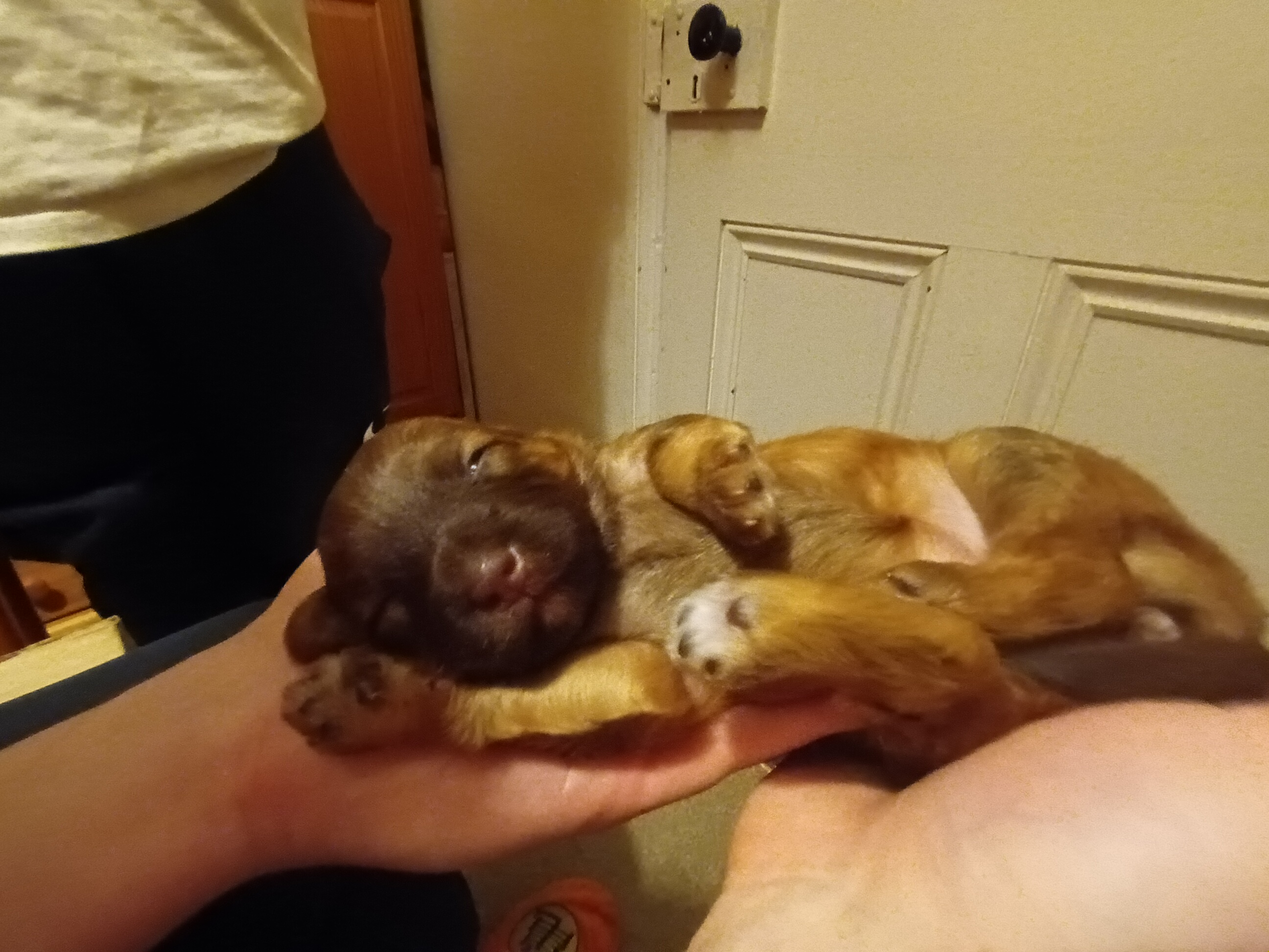 Dog Image