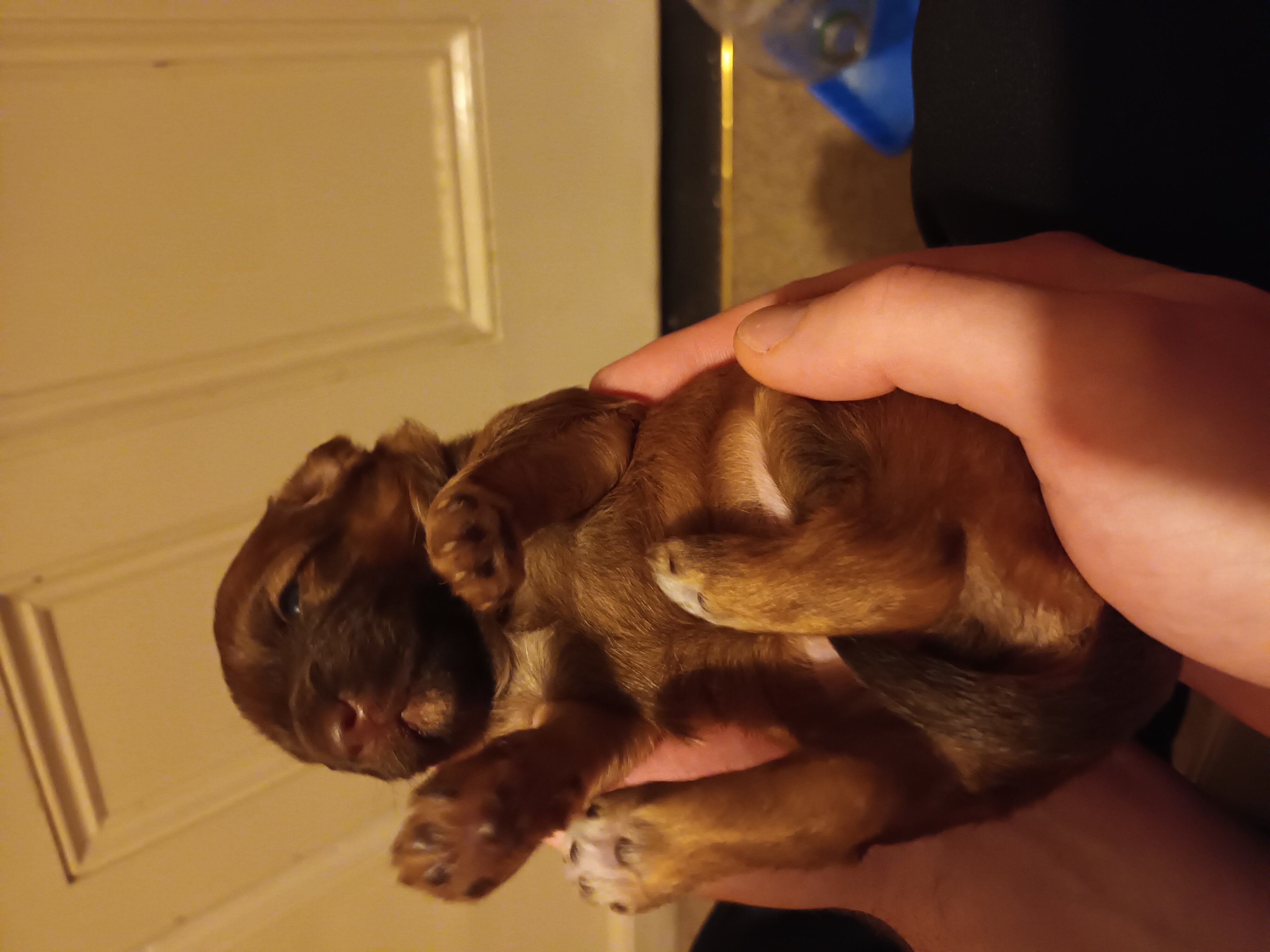 Dog Image