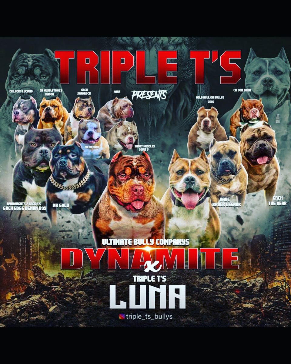 XL BULLY PUPS