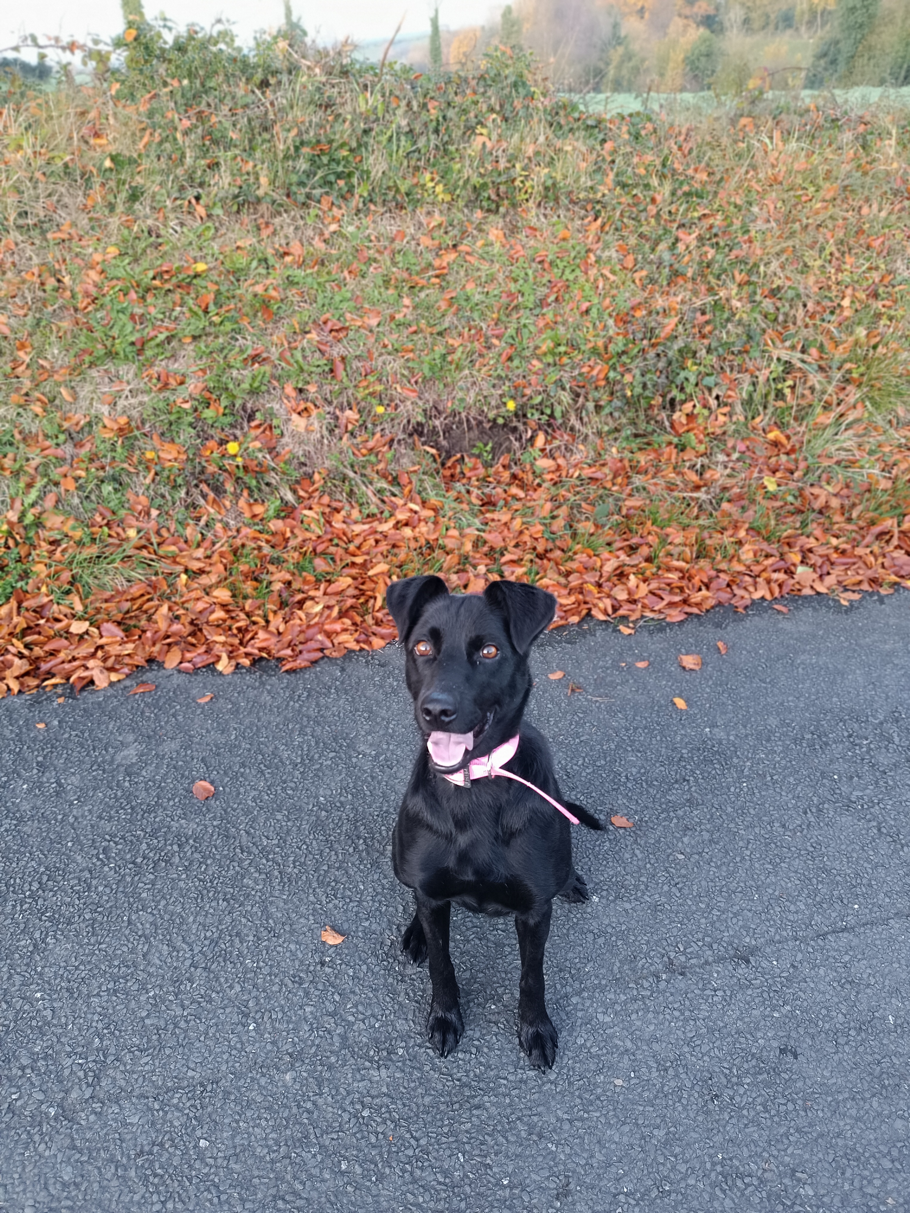 Dog Image