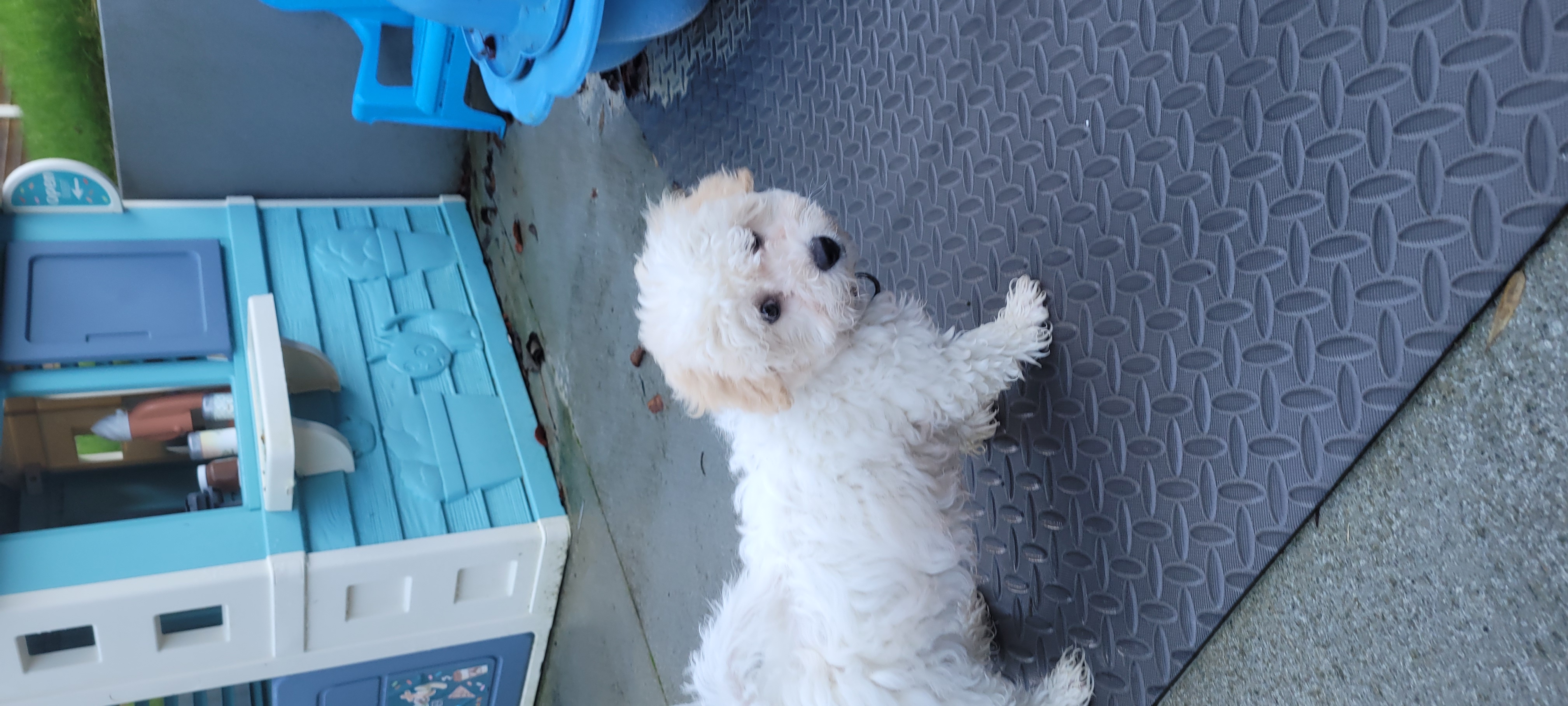 Dog Image