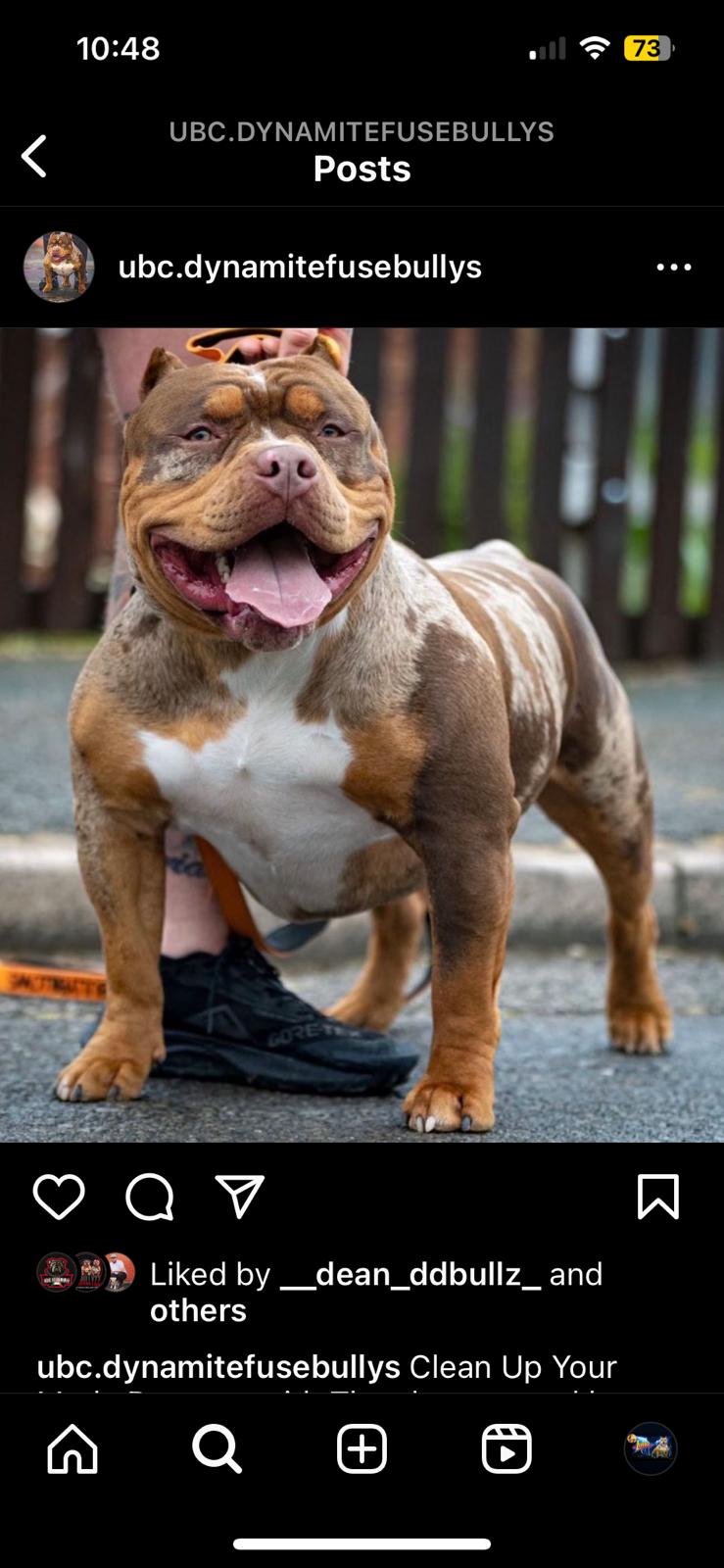 Dog Image