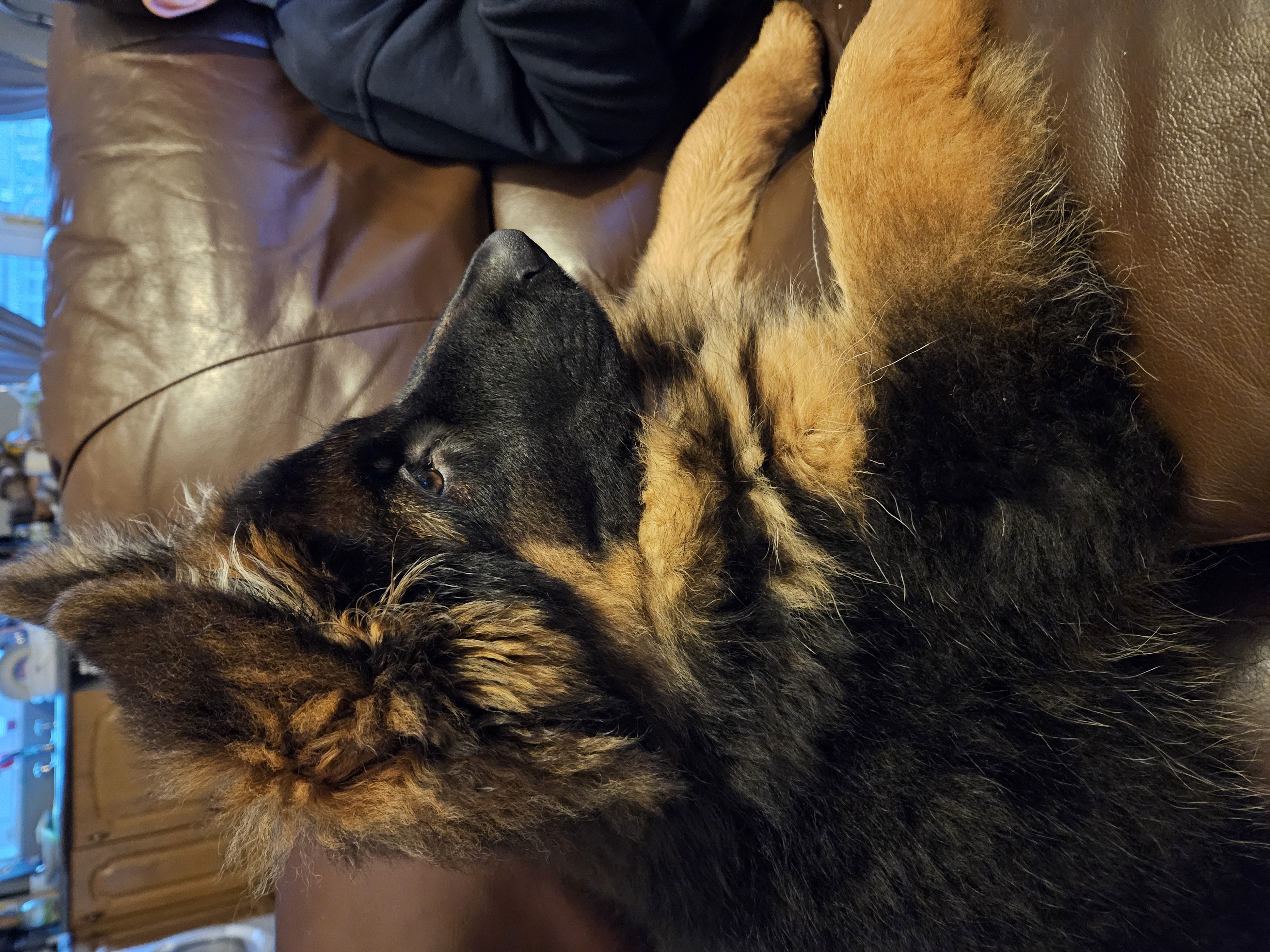 Dog Image