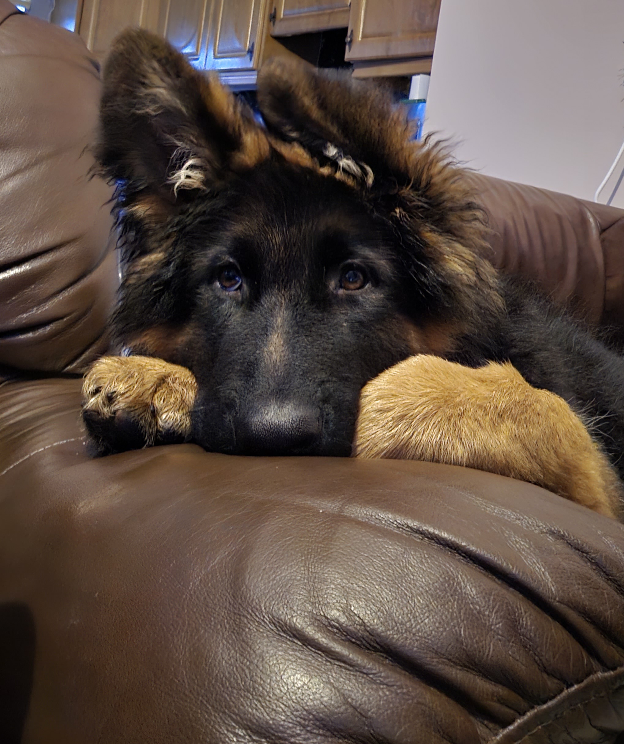 Dog Image