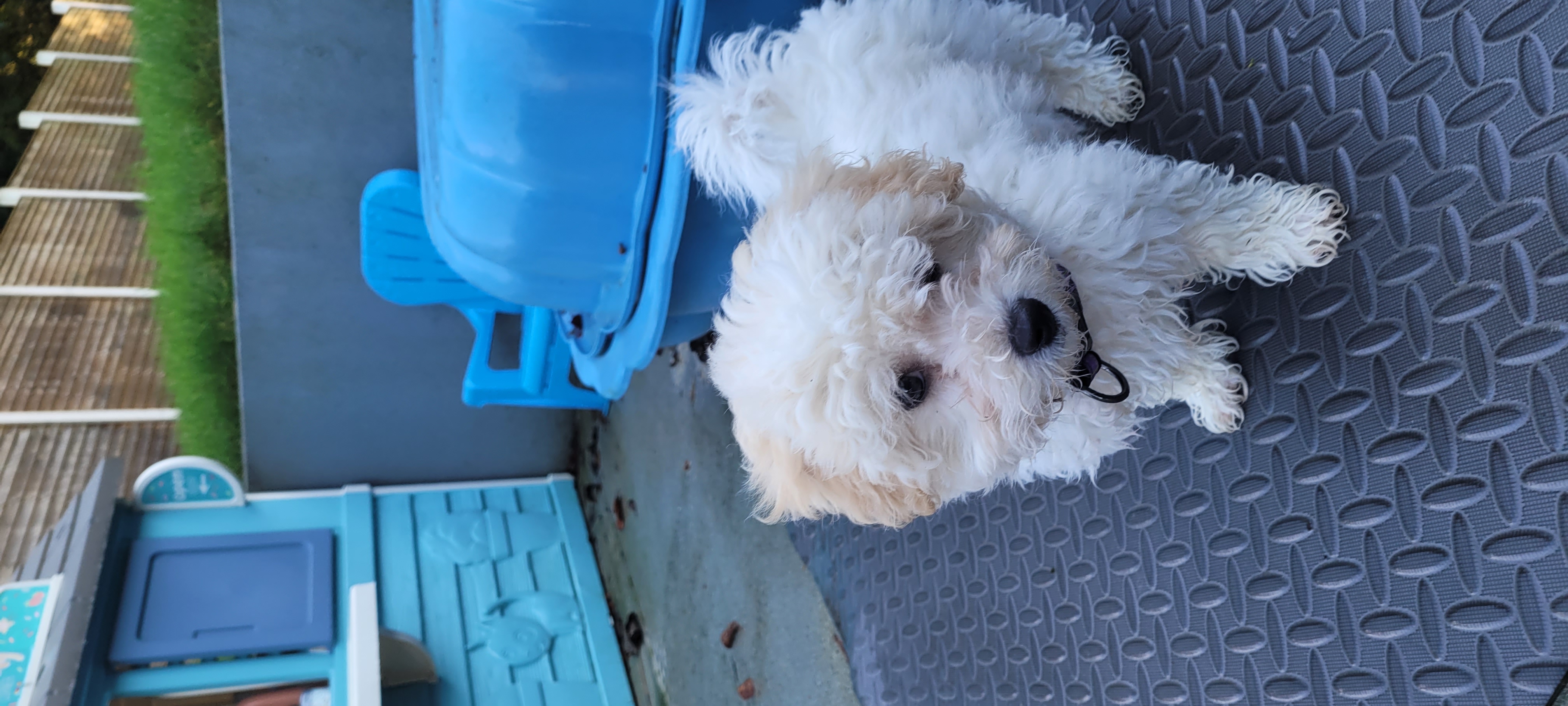 Dog Image