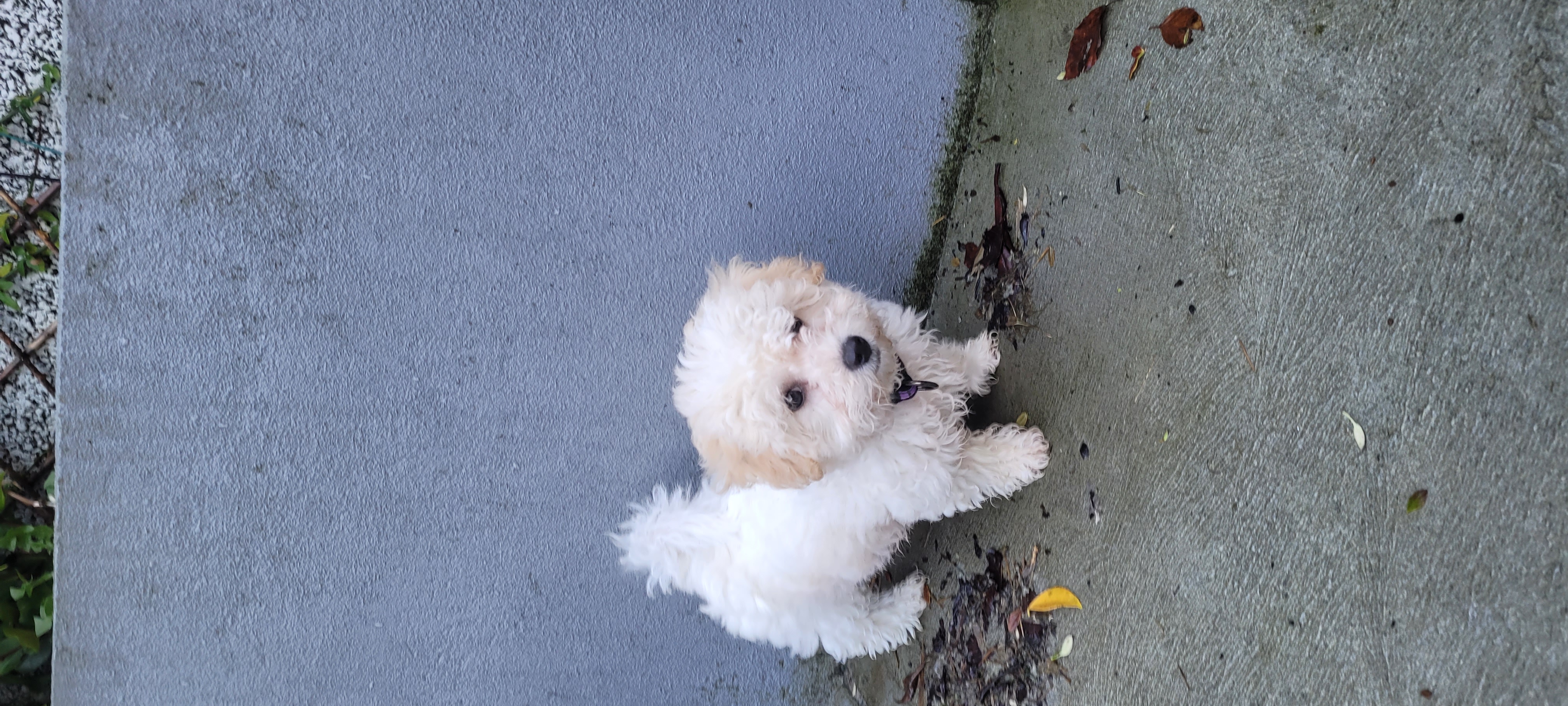 Dog Image