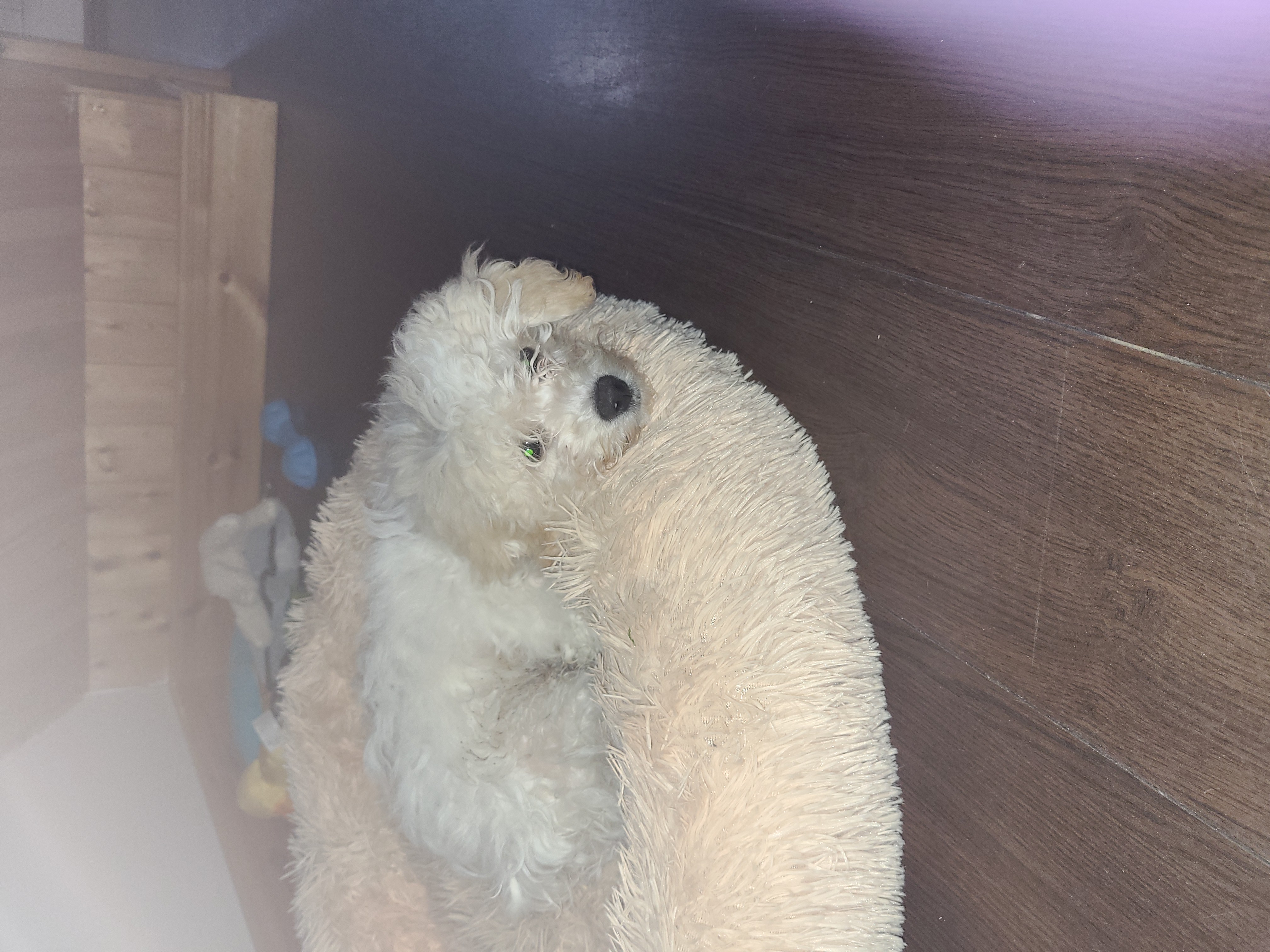 Cavachon Puppy for Sale in Ballinasloe