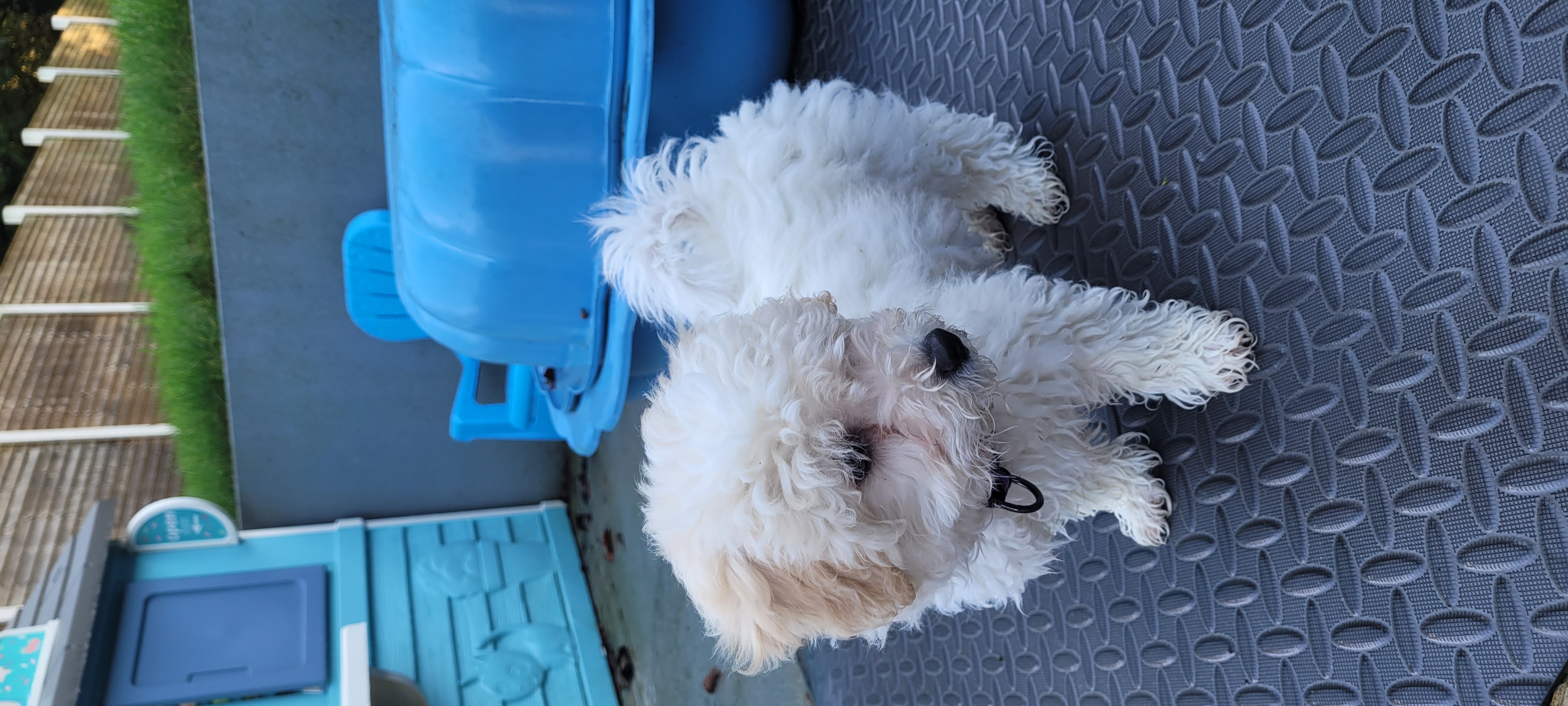 Dog Image