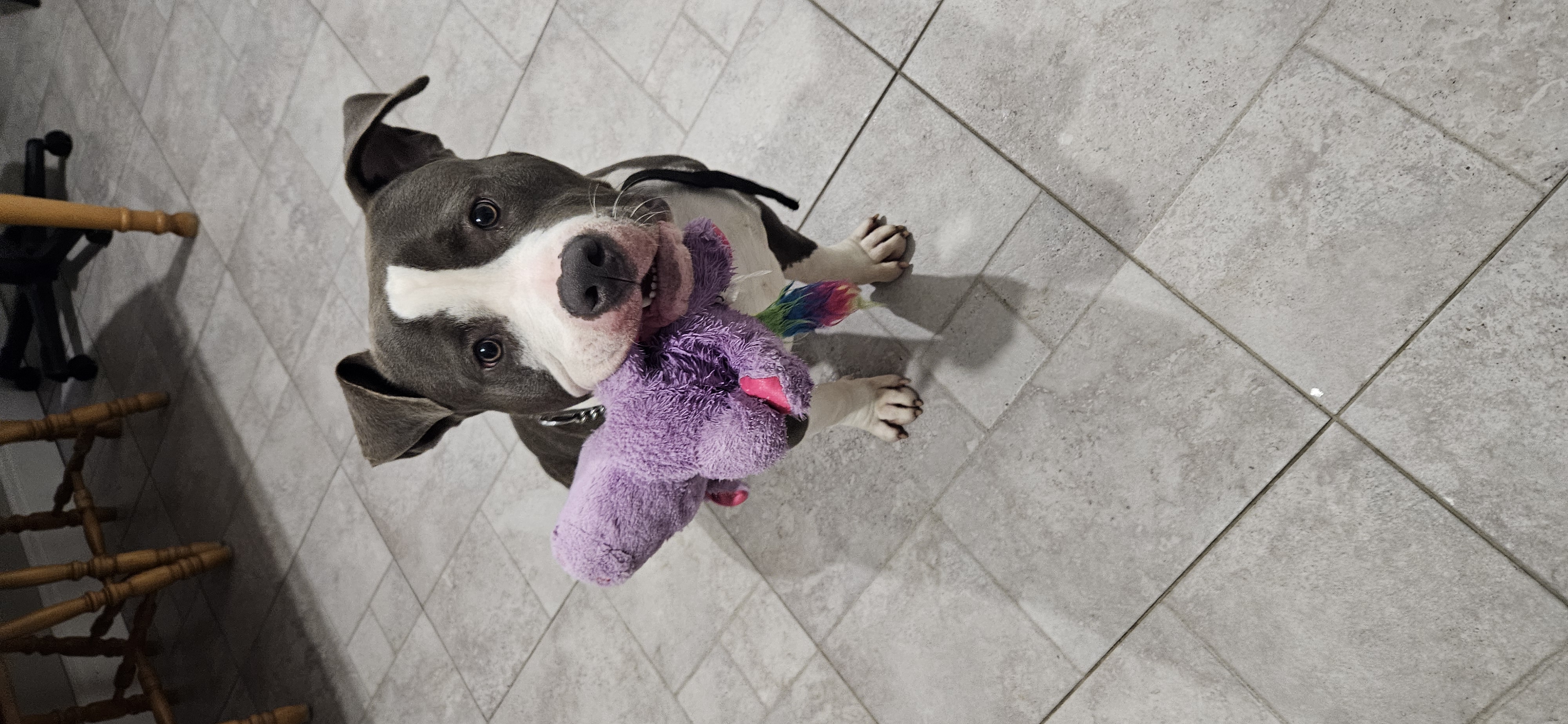 American Bully