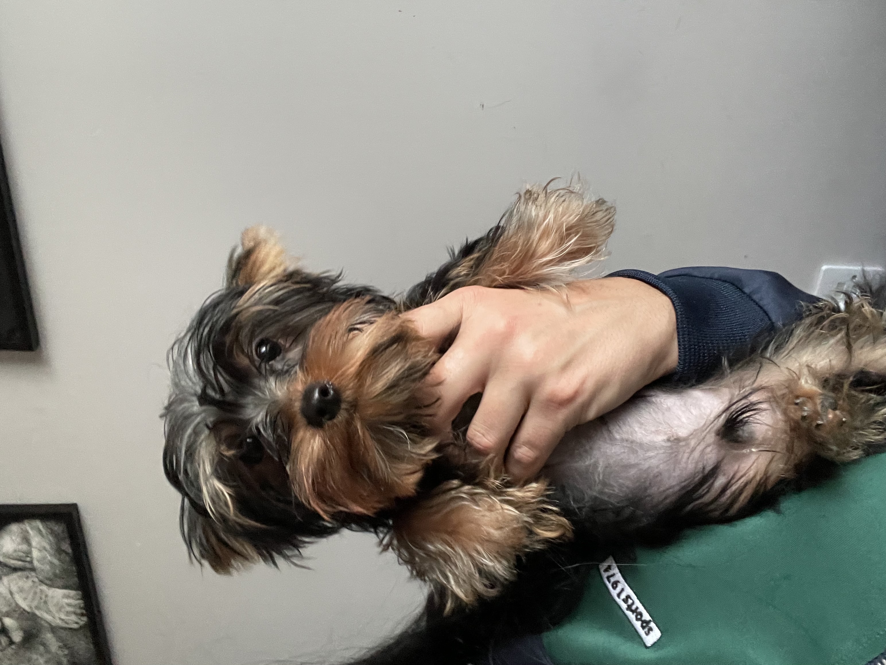 Dog Image