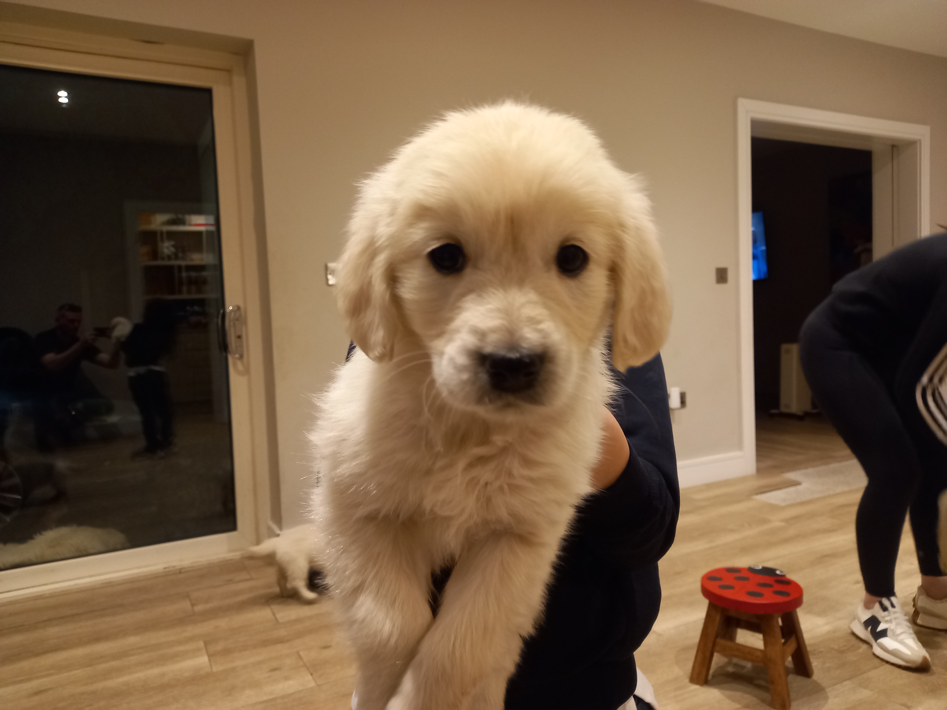 Dog Image