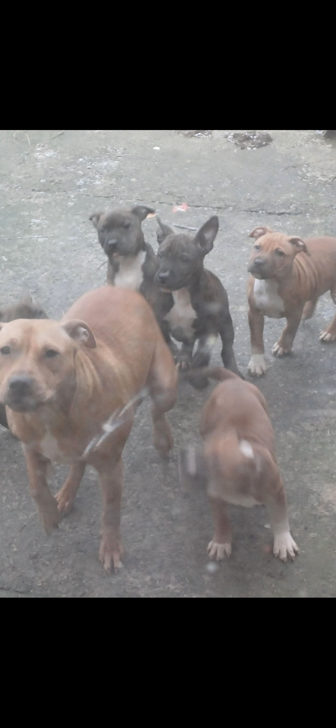 Dog Image