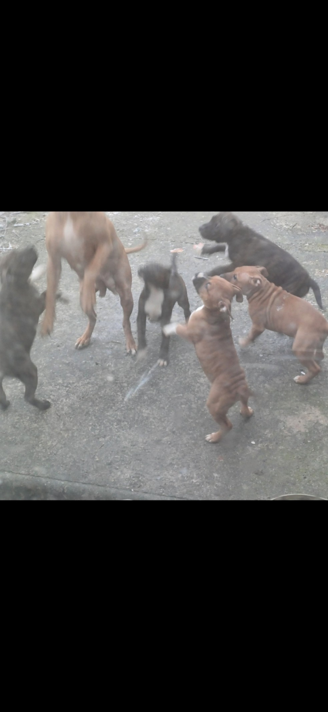 Dog Image